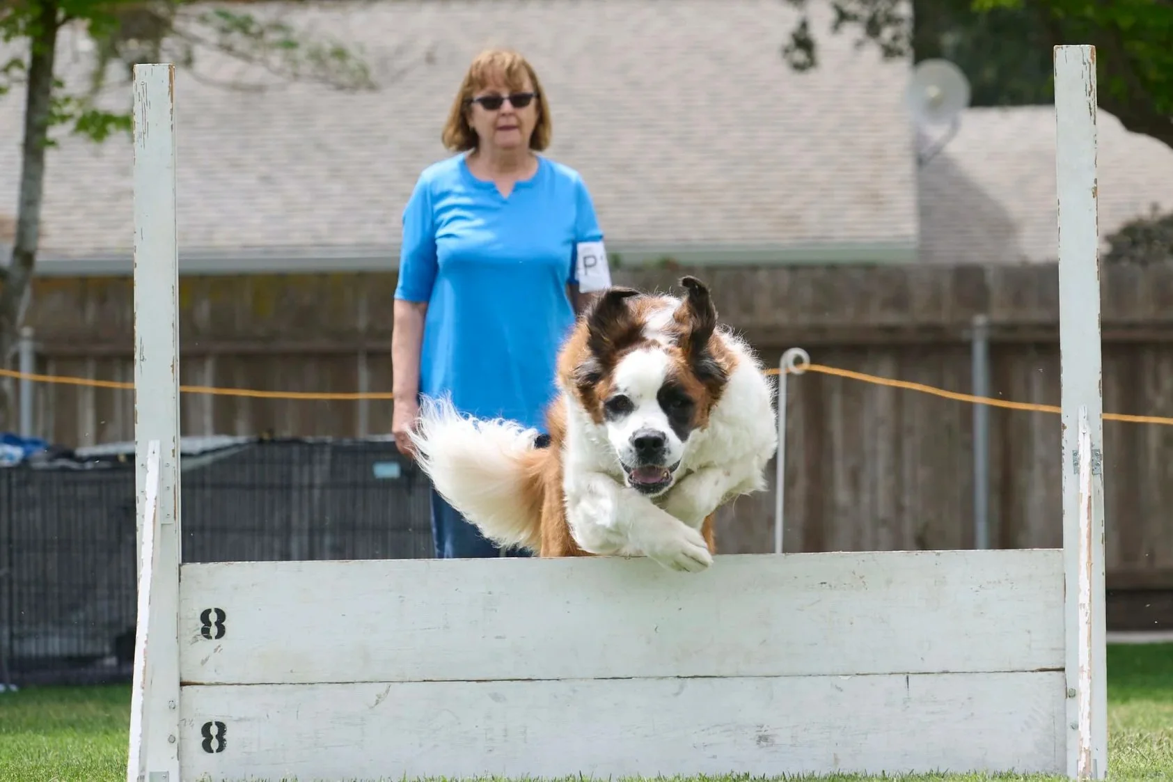 Obedience dog photography in Kansas City by Paws and Snap.
