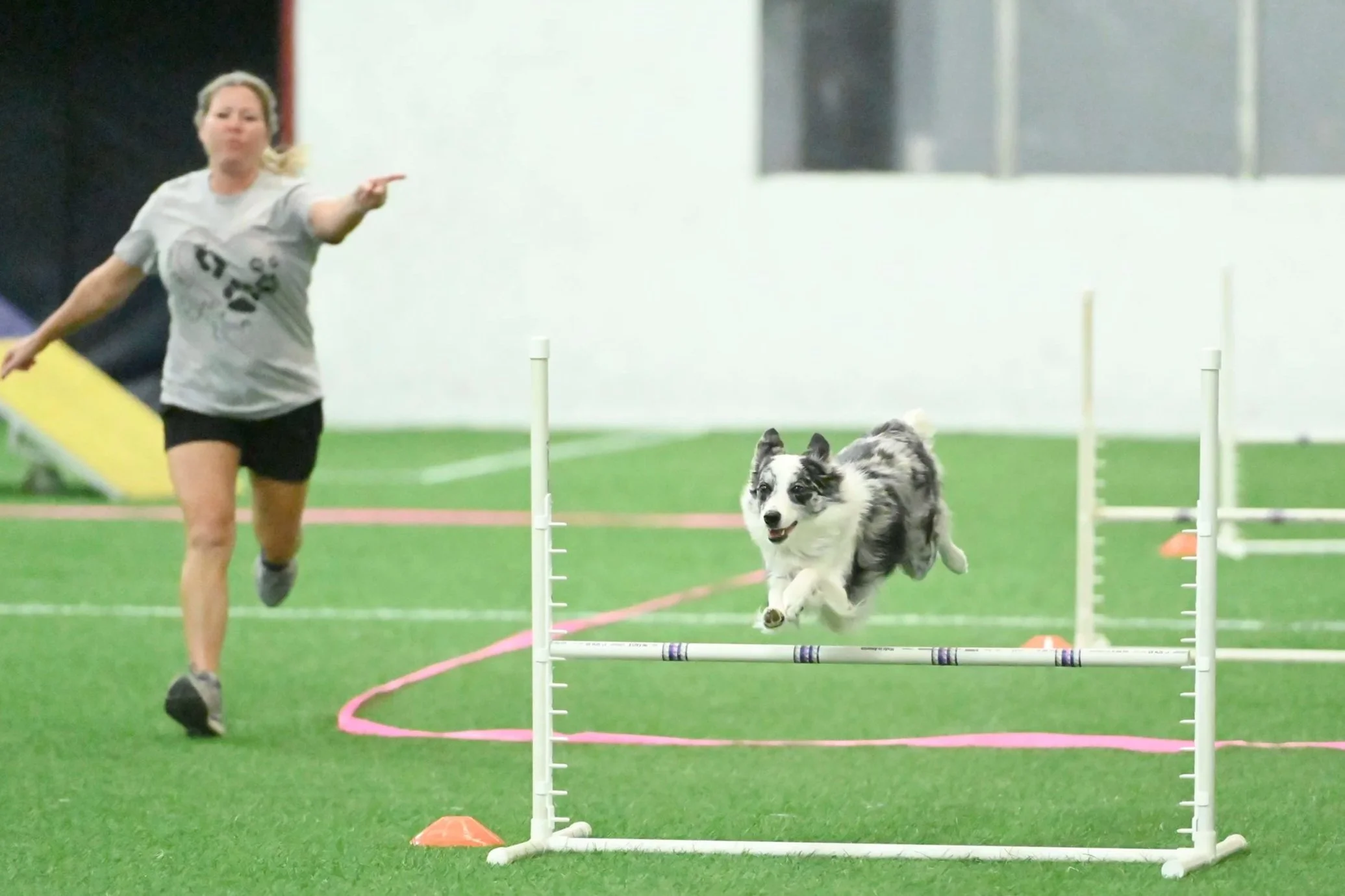Agility  dog photography in Kansas City by Paws and Snap.