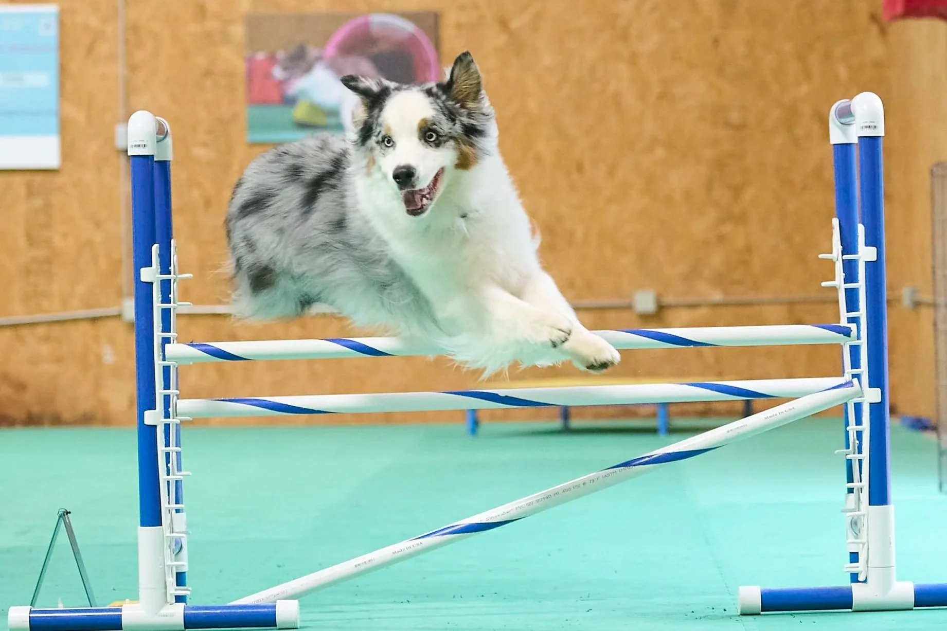 Agility  dog photography in Kansas City by Paws and Snap