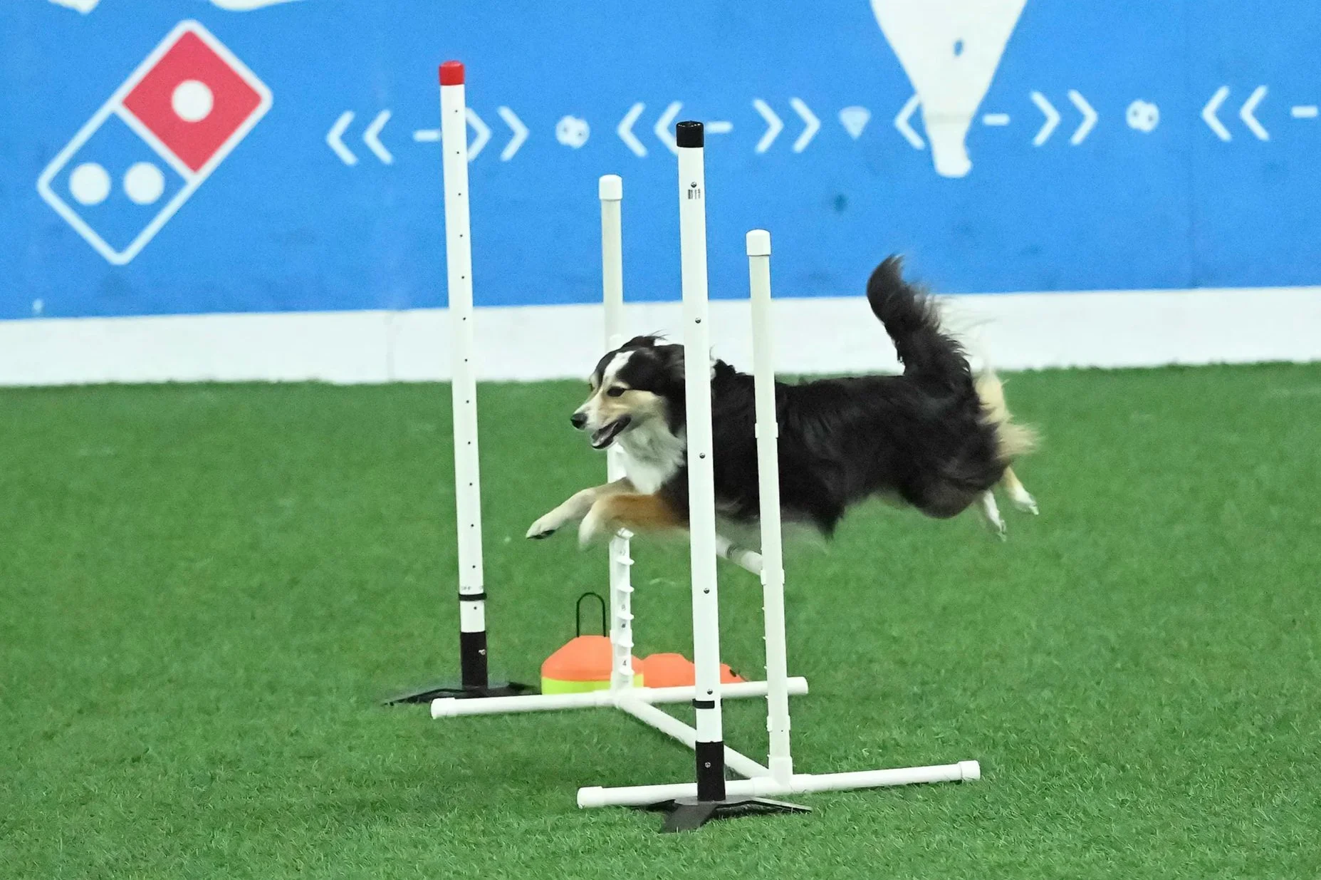 Agility  dog photography in Kansas City by Paws and Snap