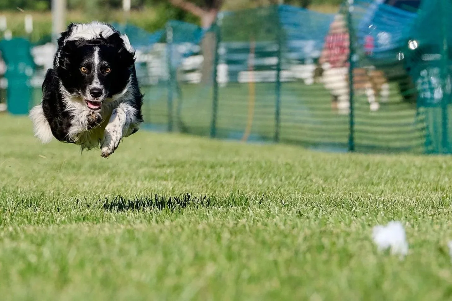 Action dog photography showing ringside excellence and canine athleticism in the Midwest.