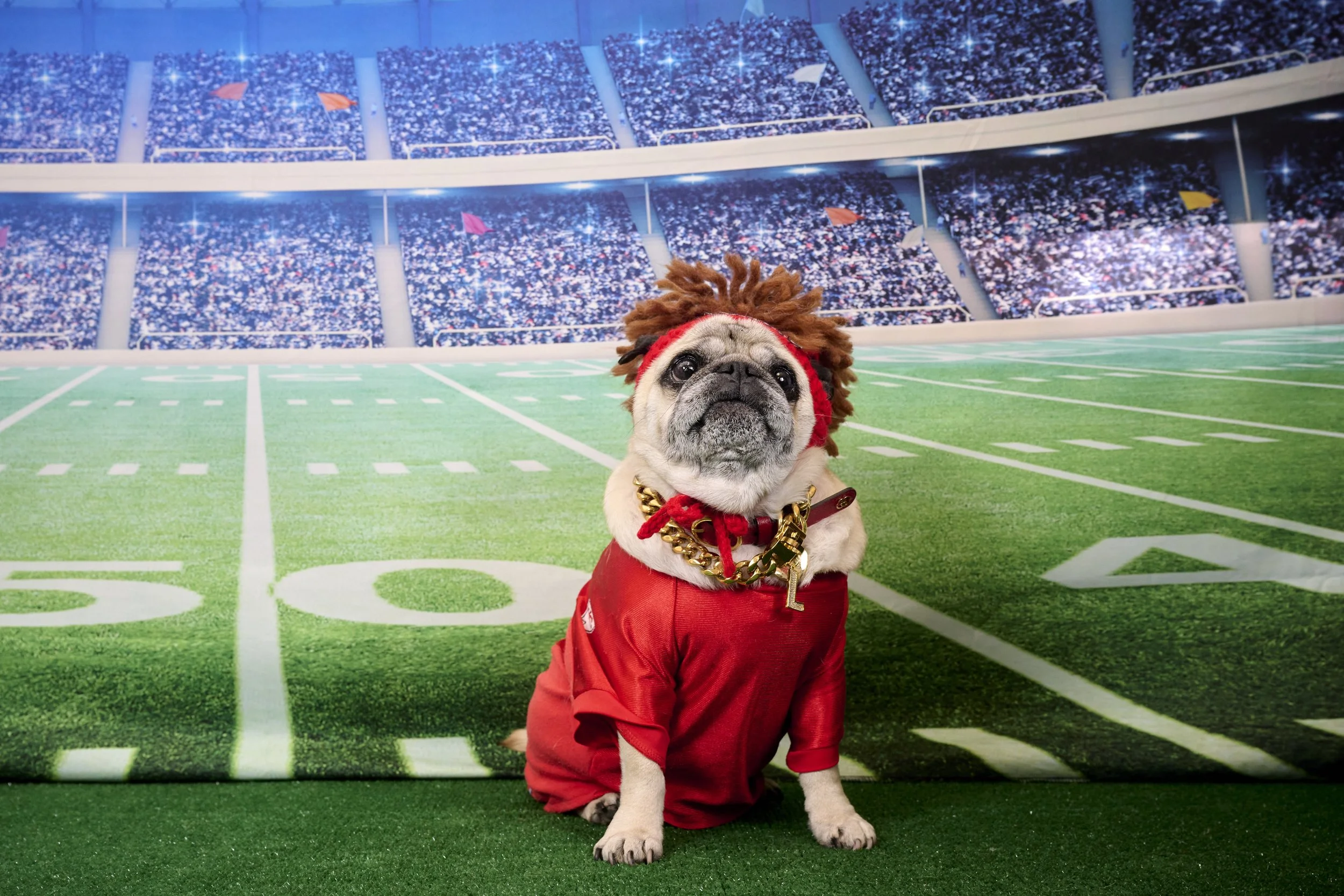 Kansas City English Bull Dog Rescue Super Bowl Fundraiser Photos-2023