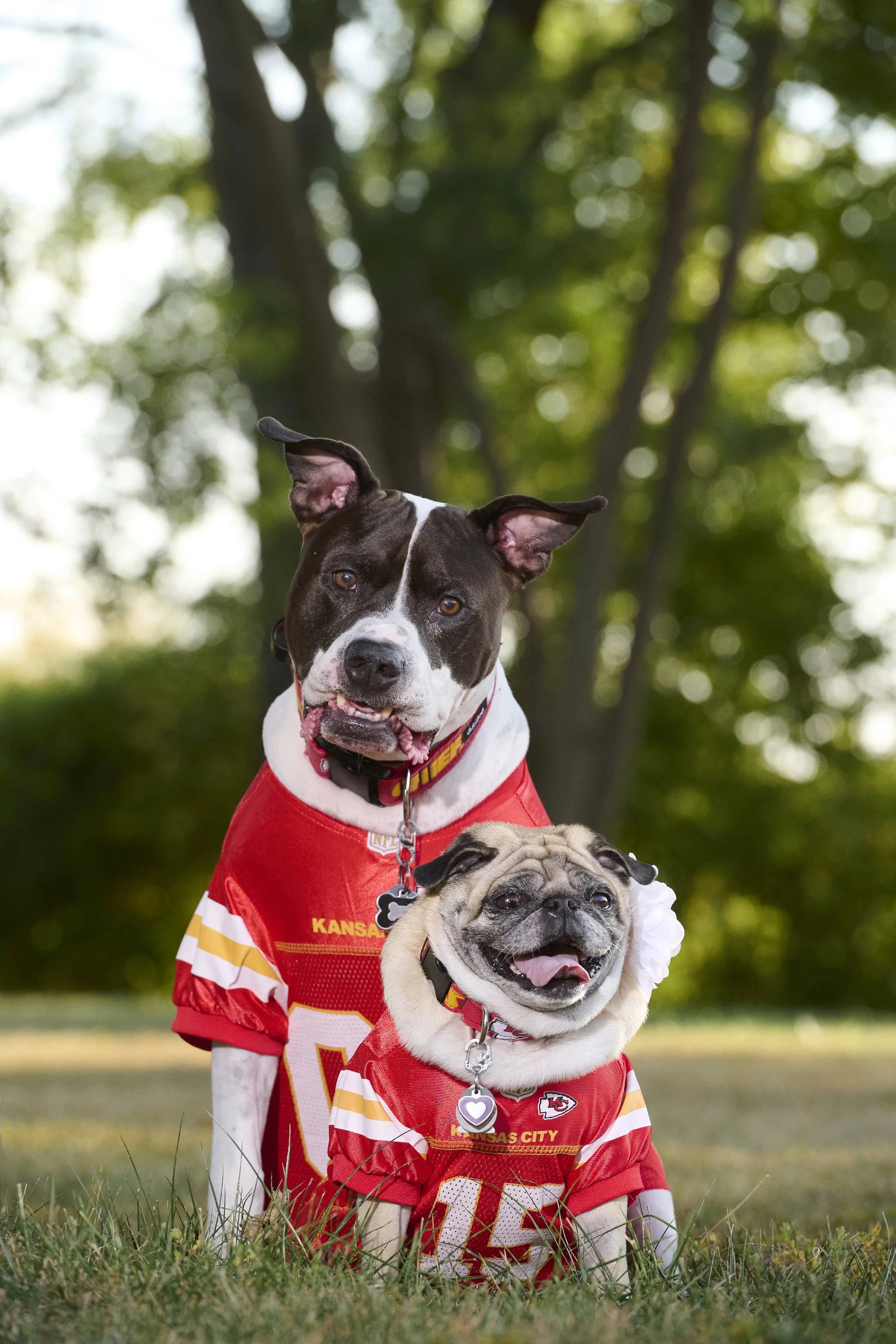 Fine art  pet photography by Platte County dog & pet photographer  Paws & Snap