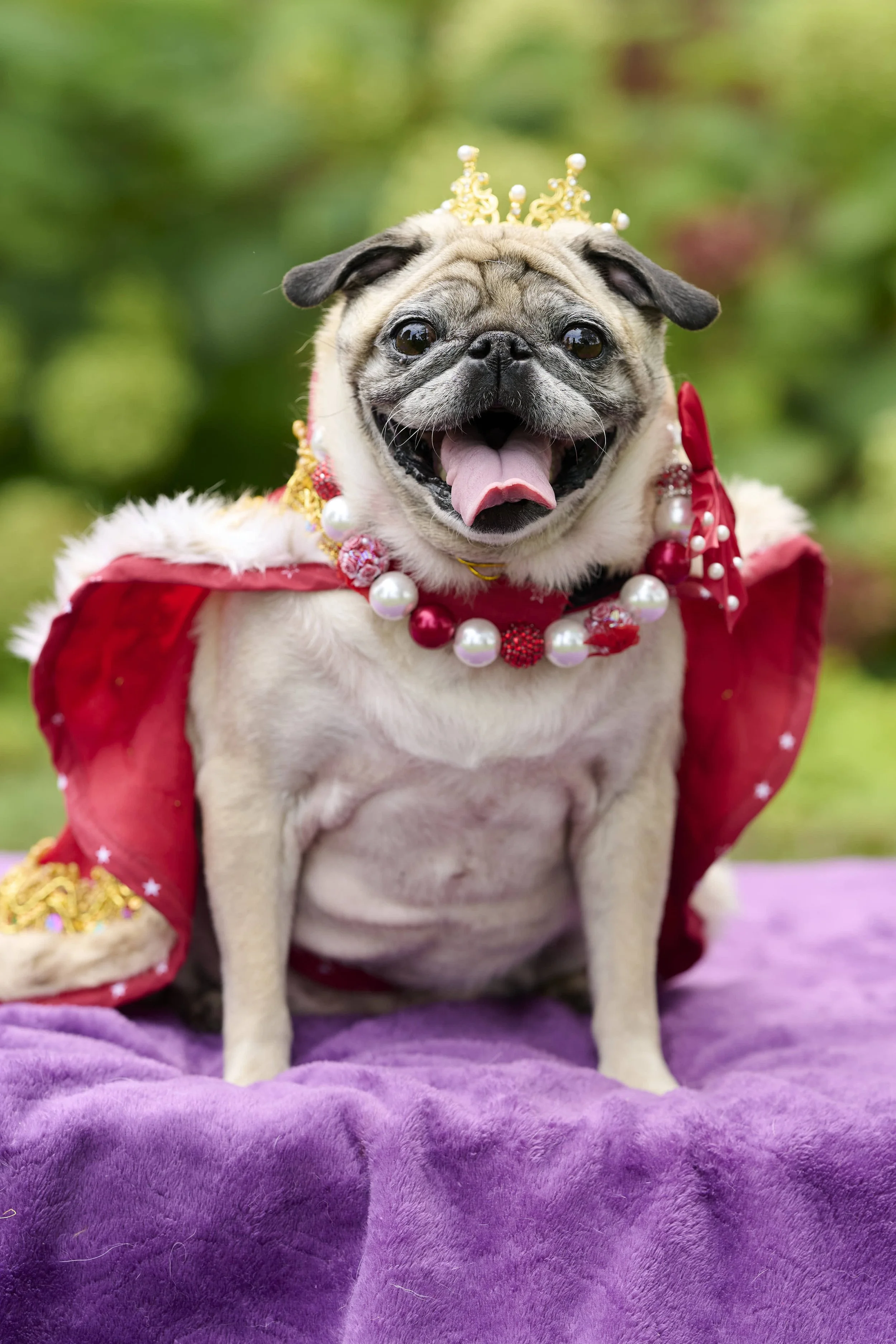 Milestone Dog photography in the Northland Kansas City