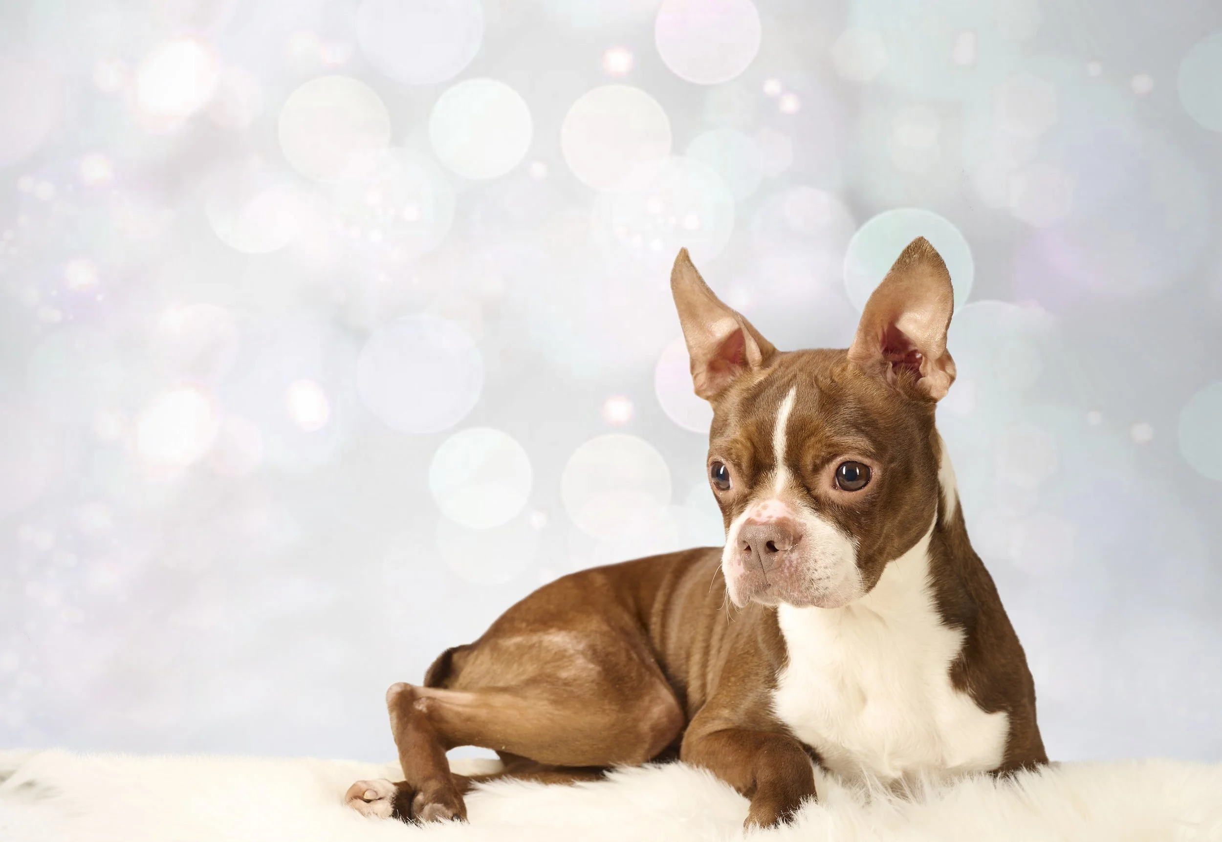 Mid-America Boston Terrier Rescue