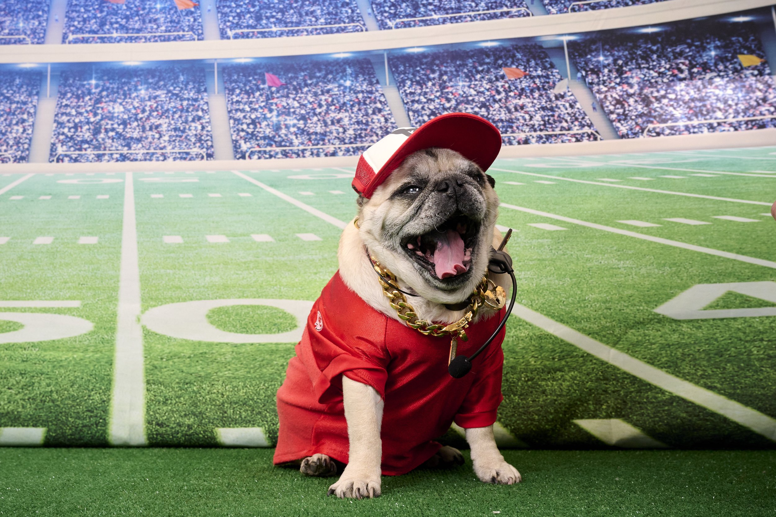 Kansas City English Bull Dog Rescue Super Bowl Fundraiser Photos-2023