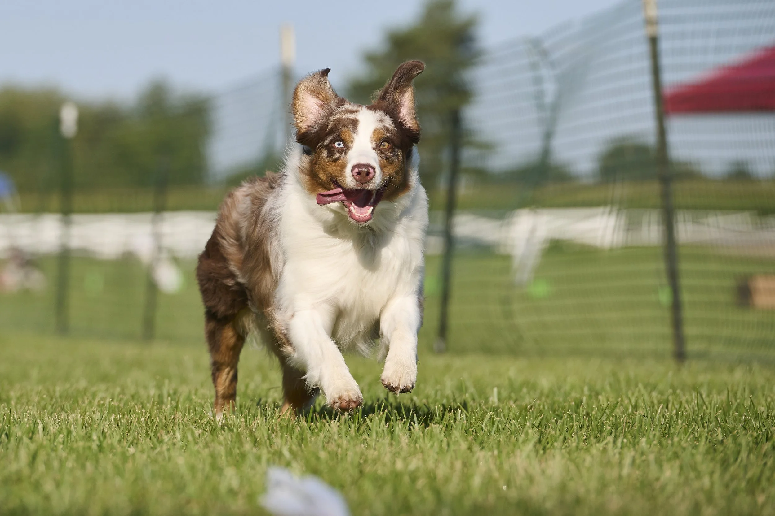 Fast CAT performance dog photography in Kansas City by Paws and Snap.