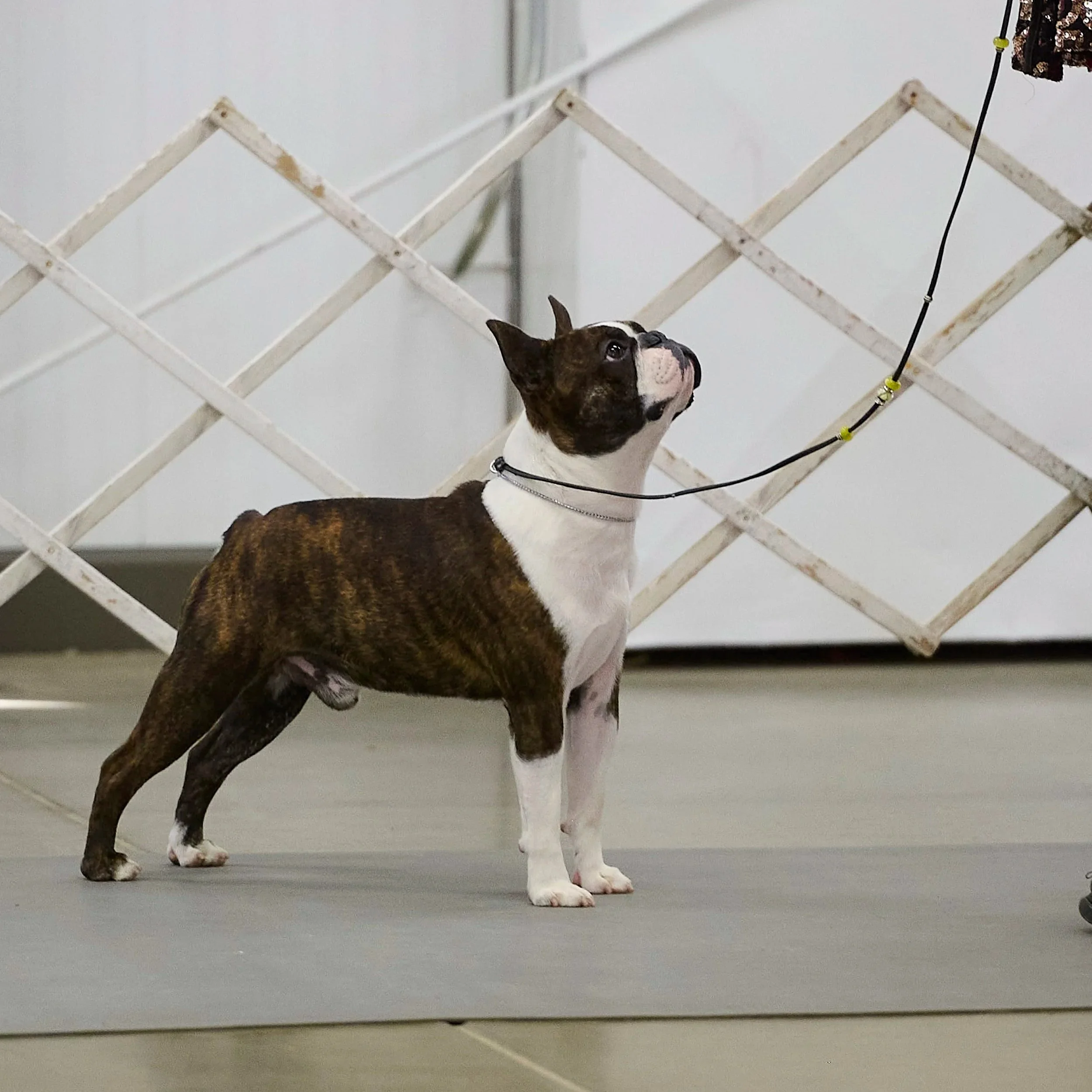 Fine art conformation dog photography by Kansas City dog & pet photographer.