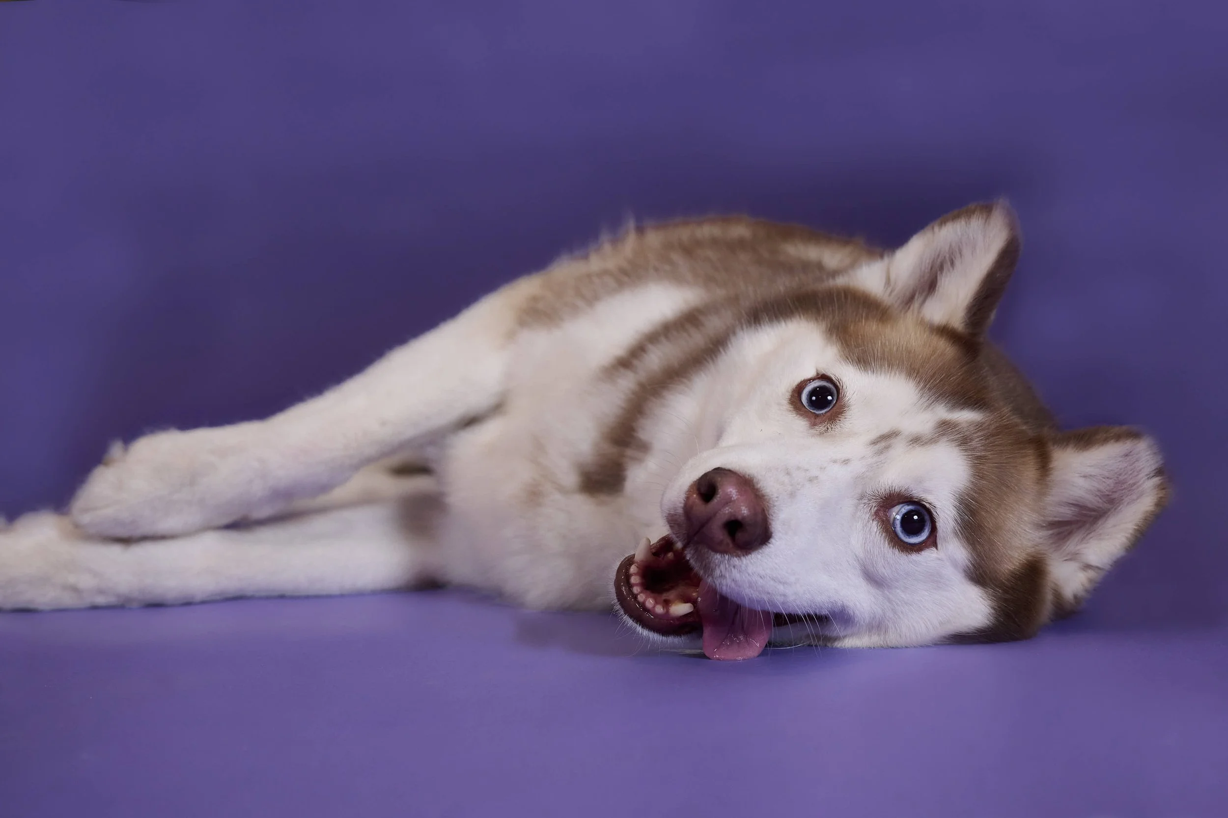 Fun dog photography by Platte County dog & pet photographer.