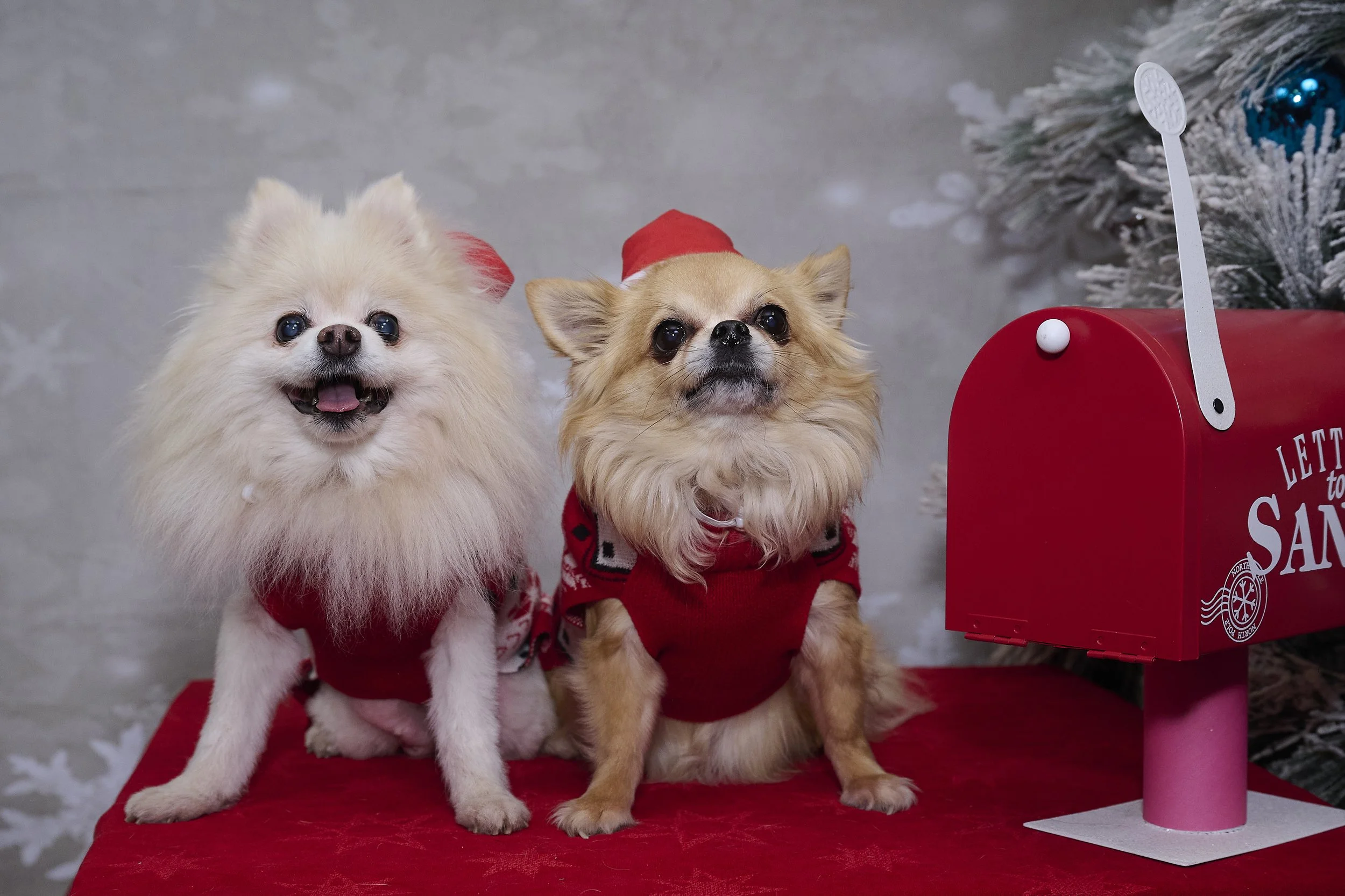 Saints of the West Holiday Photo Fundraiser 2022