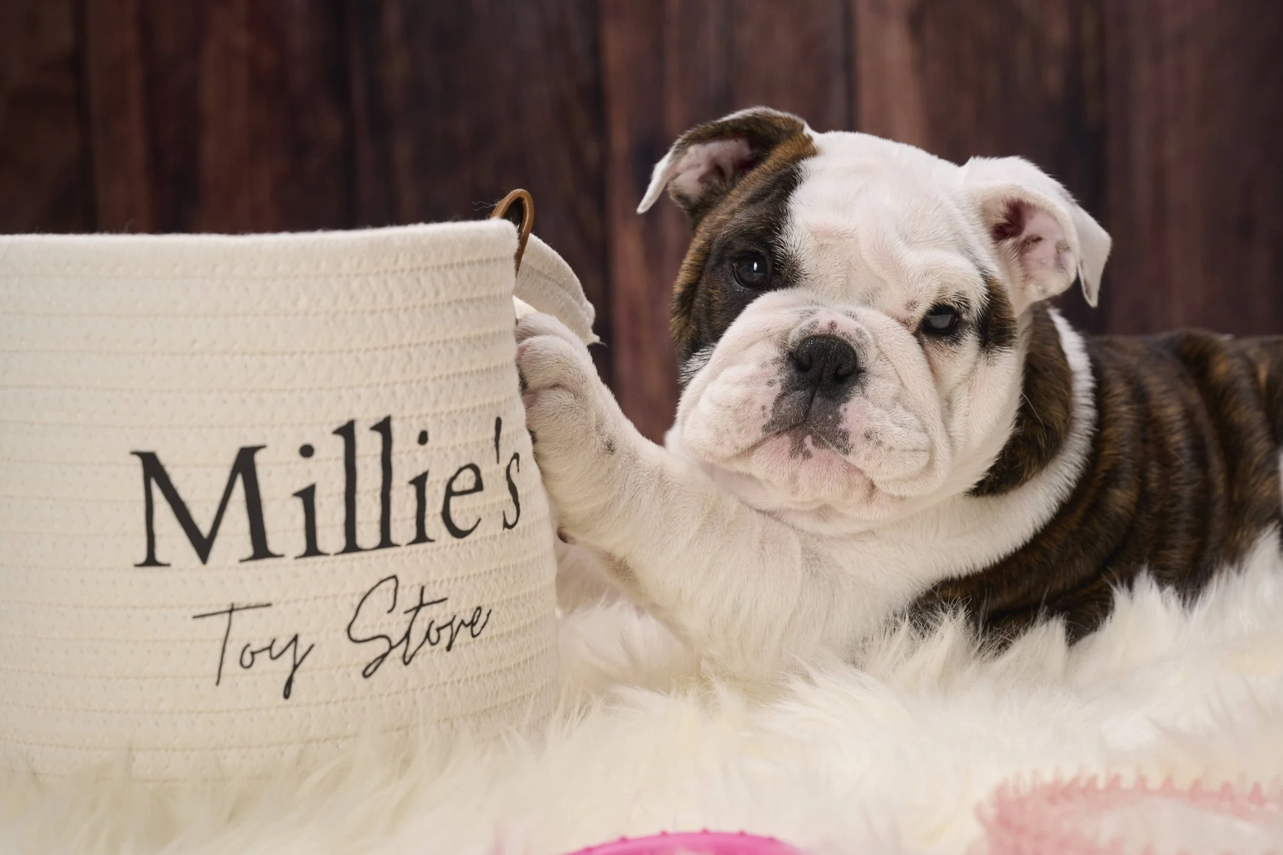 Professional canine photography in Platte County by Paws & Snap