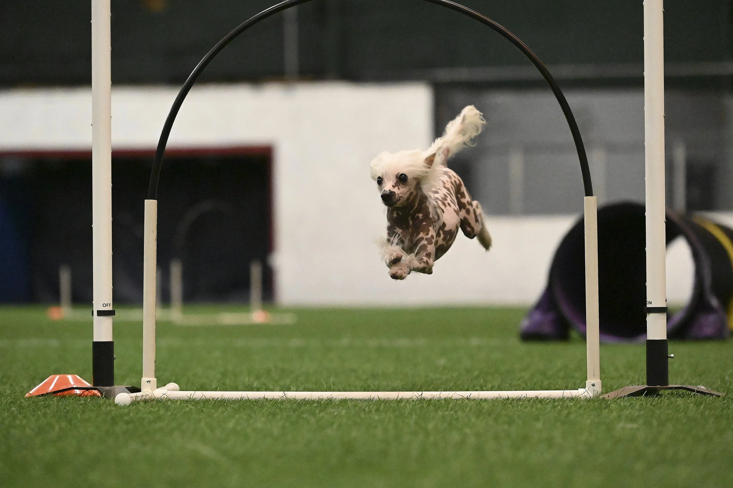 Agility  dog photography in Kansas City by Paws and Snap
