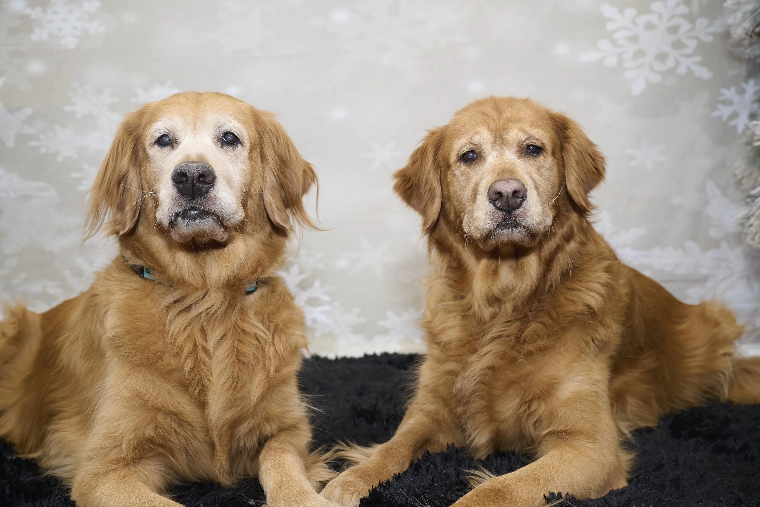 Saints of the West Holiday Photo Fundraiser 2022