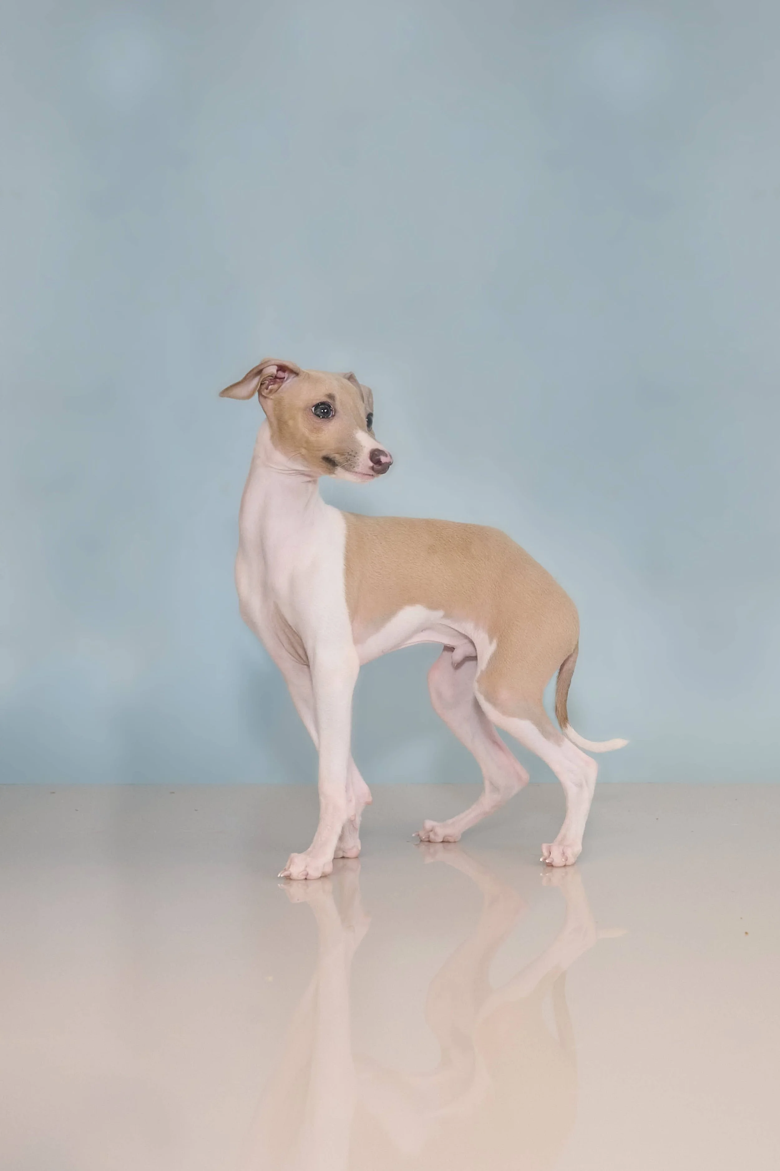 Fine art conformation dog photography by Kansas City dog & pet photographer.