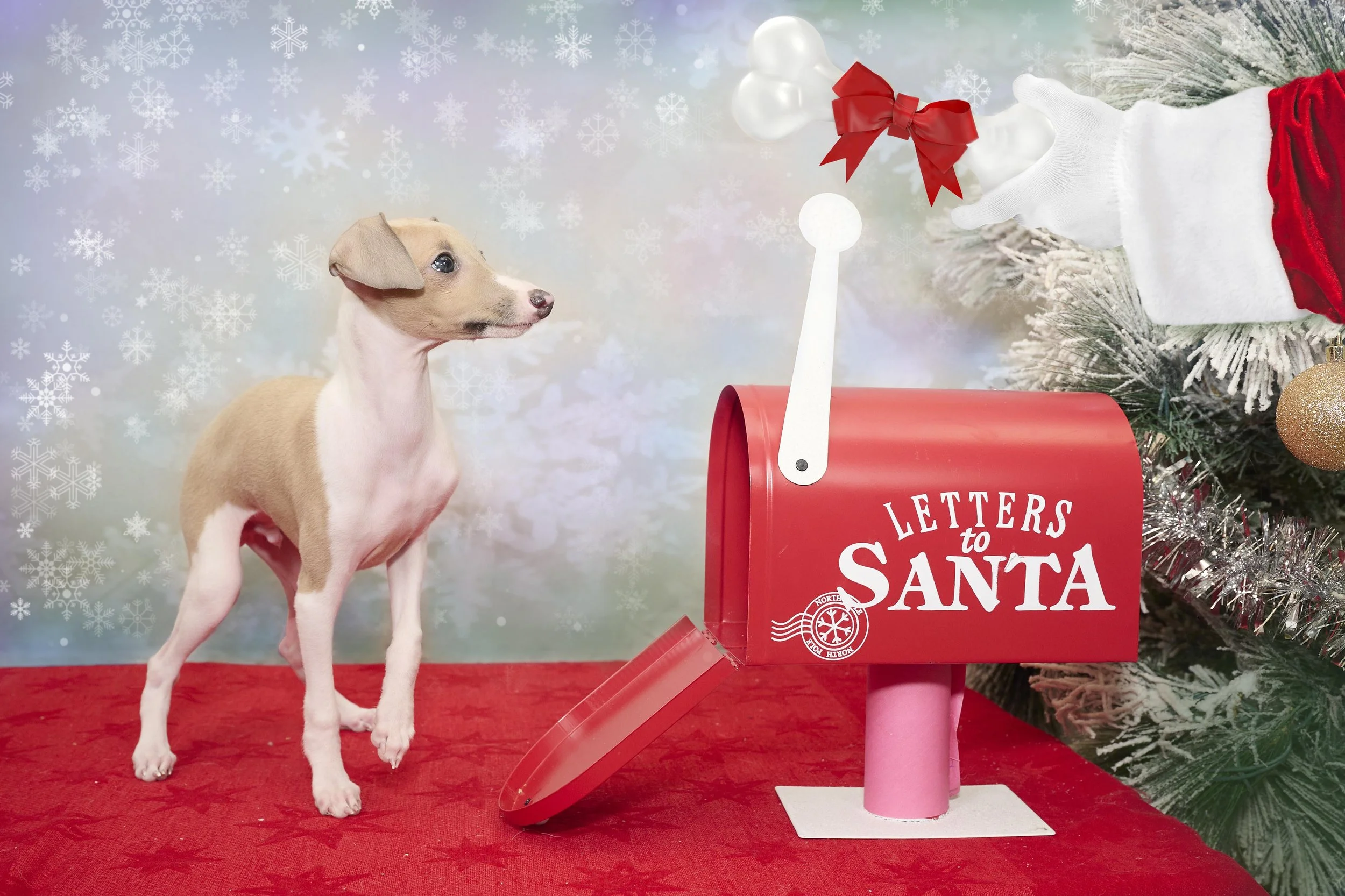 Kansas City English Bull Dog Rescue- 2023