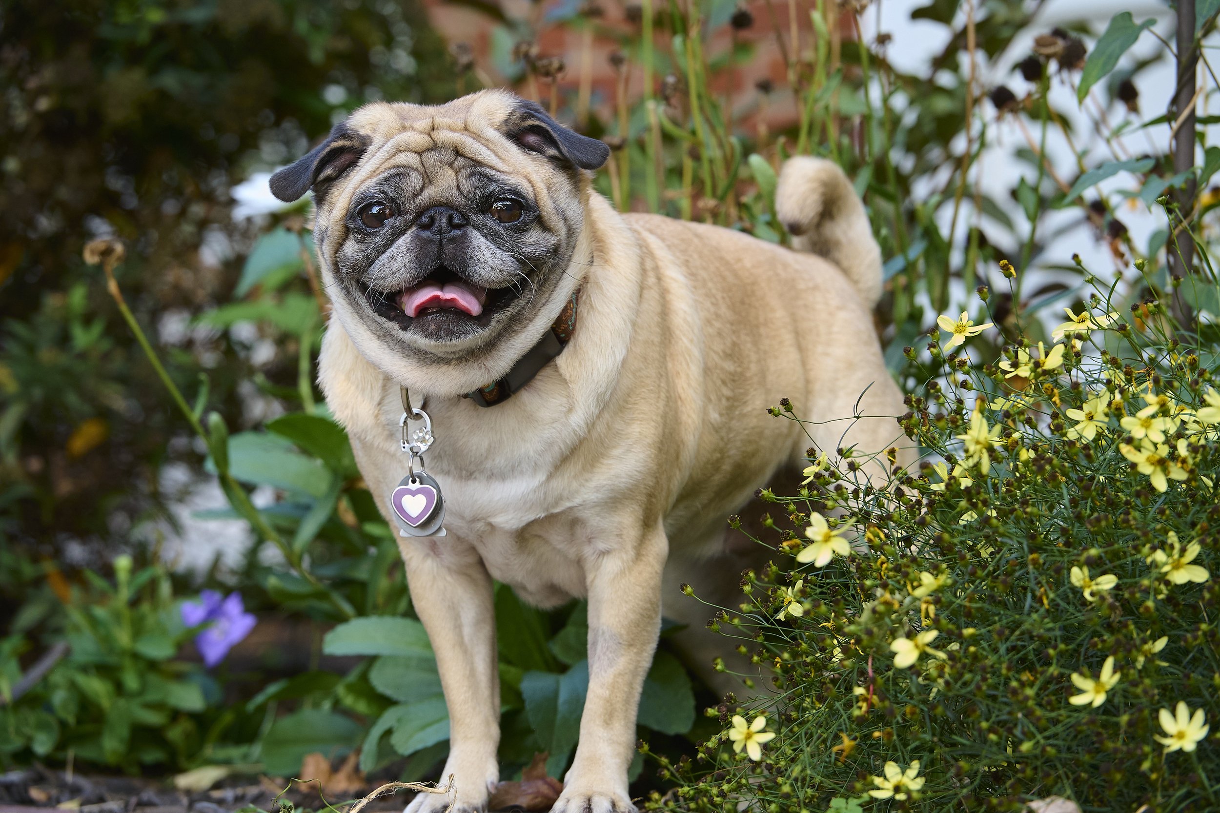 Fine art dog photography by Kansas City dog & pet photographer on 20-acre studio grounds.