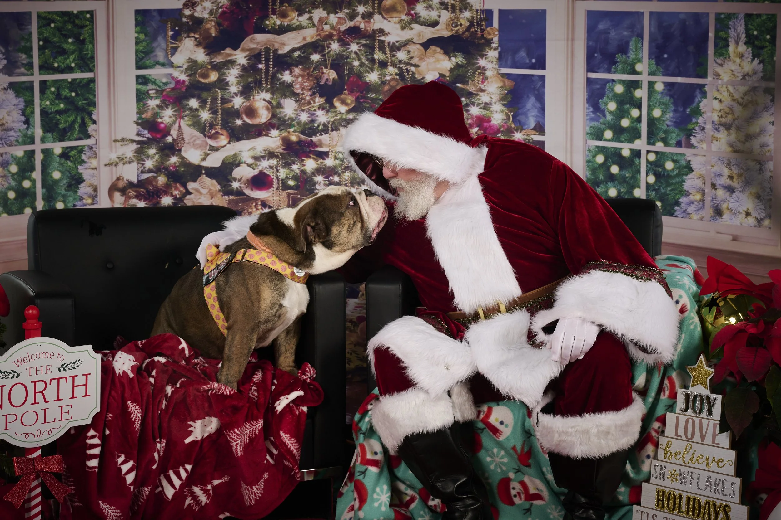 Kansas City English Bull Dog Rescue-Santa Paws 2024