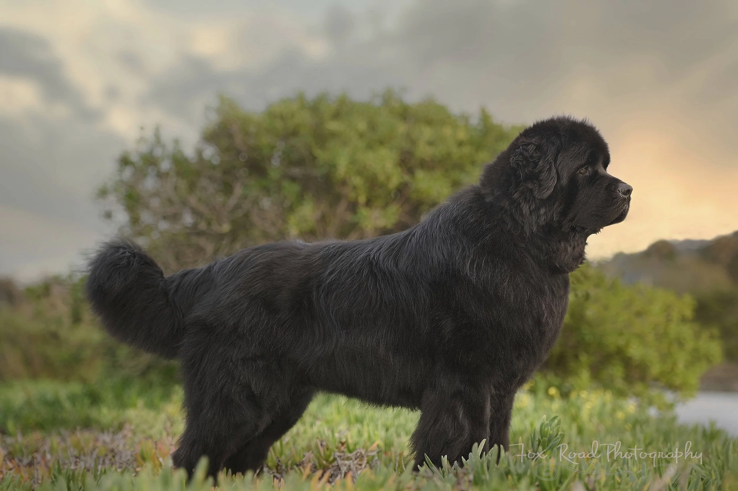 Fine art destination dog photography by Kansas City dog & pet photographer.