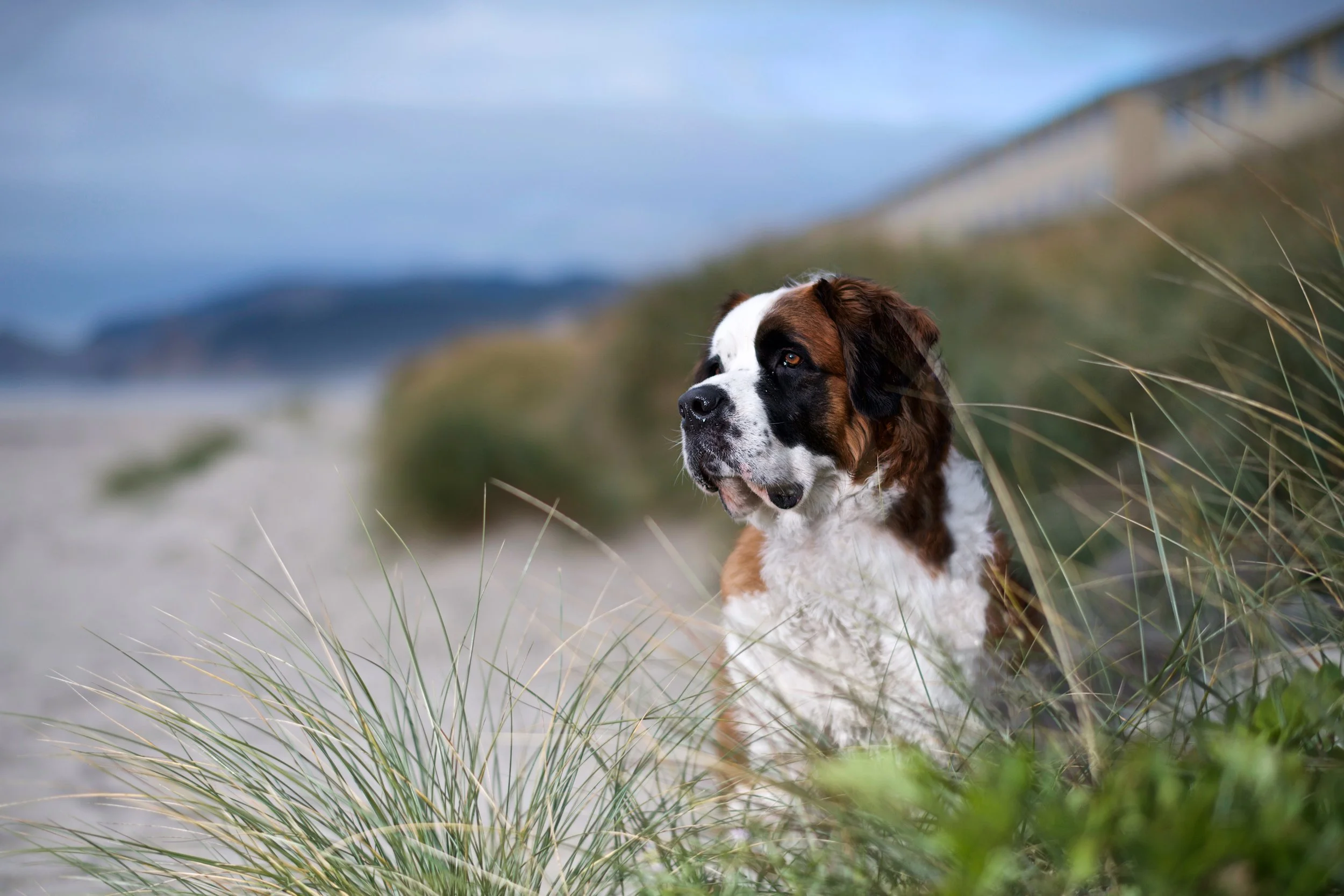 Fine art destination dog photography by Kansas City dog & pet photographer.