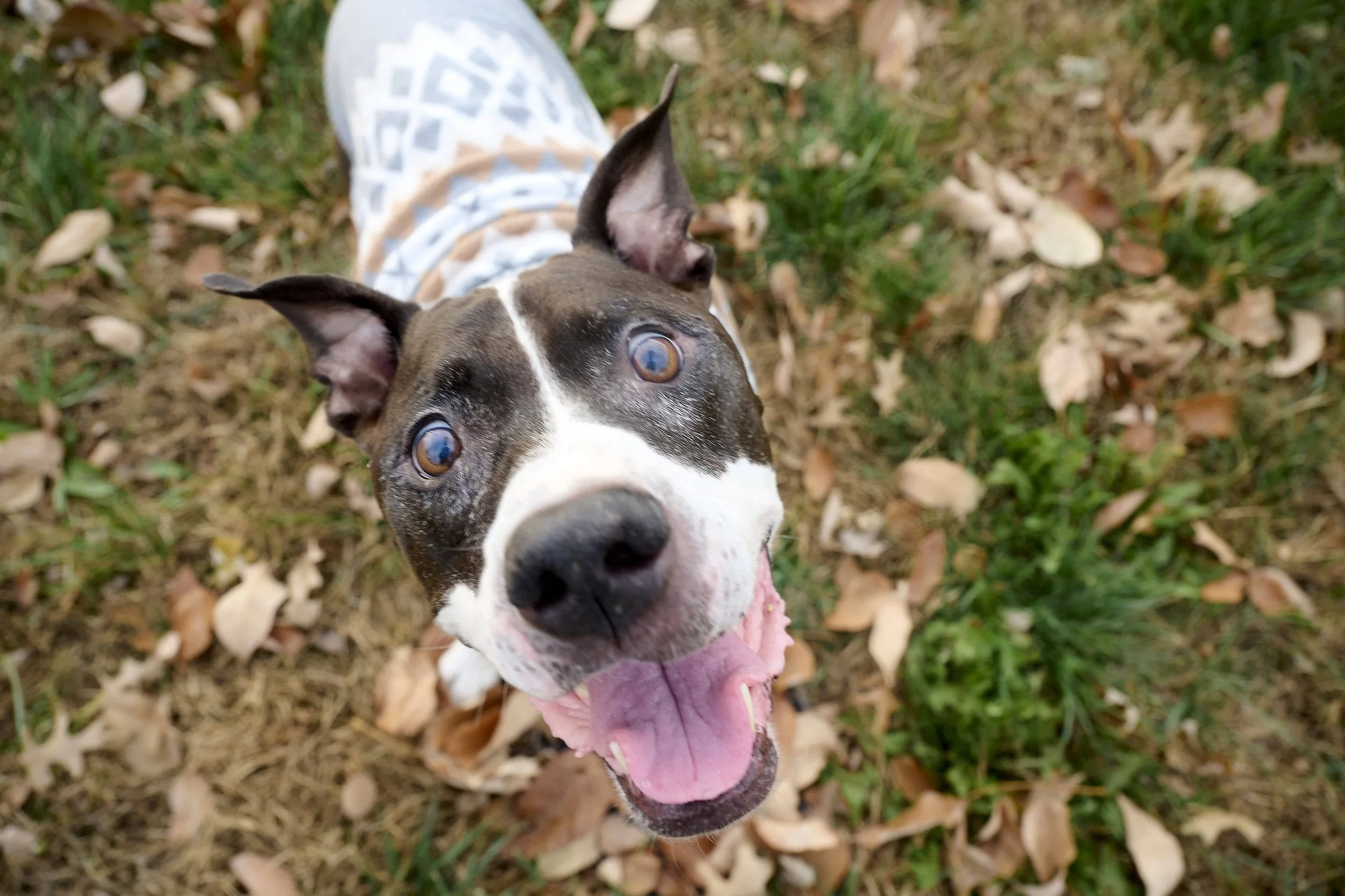 Pet dog photography by Kansas City dog & pet photographer Paws & Snap