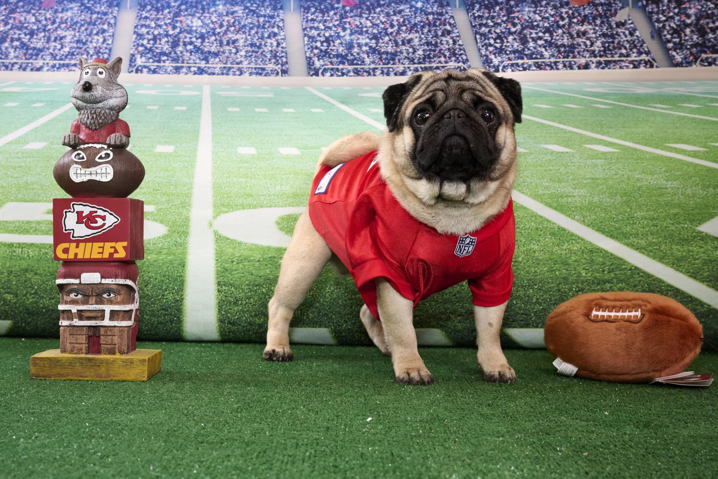 Kansas City English Bull Dog Rescue Super Bowl Fundraiser Photos-2023