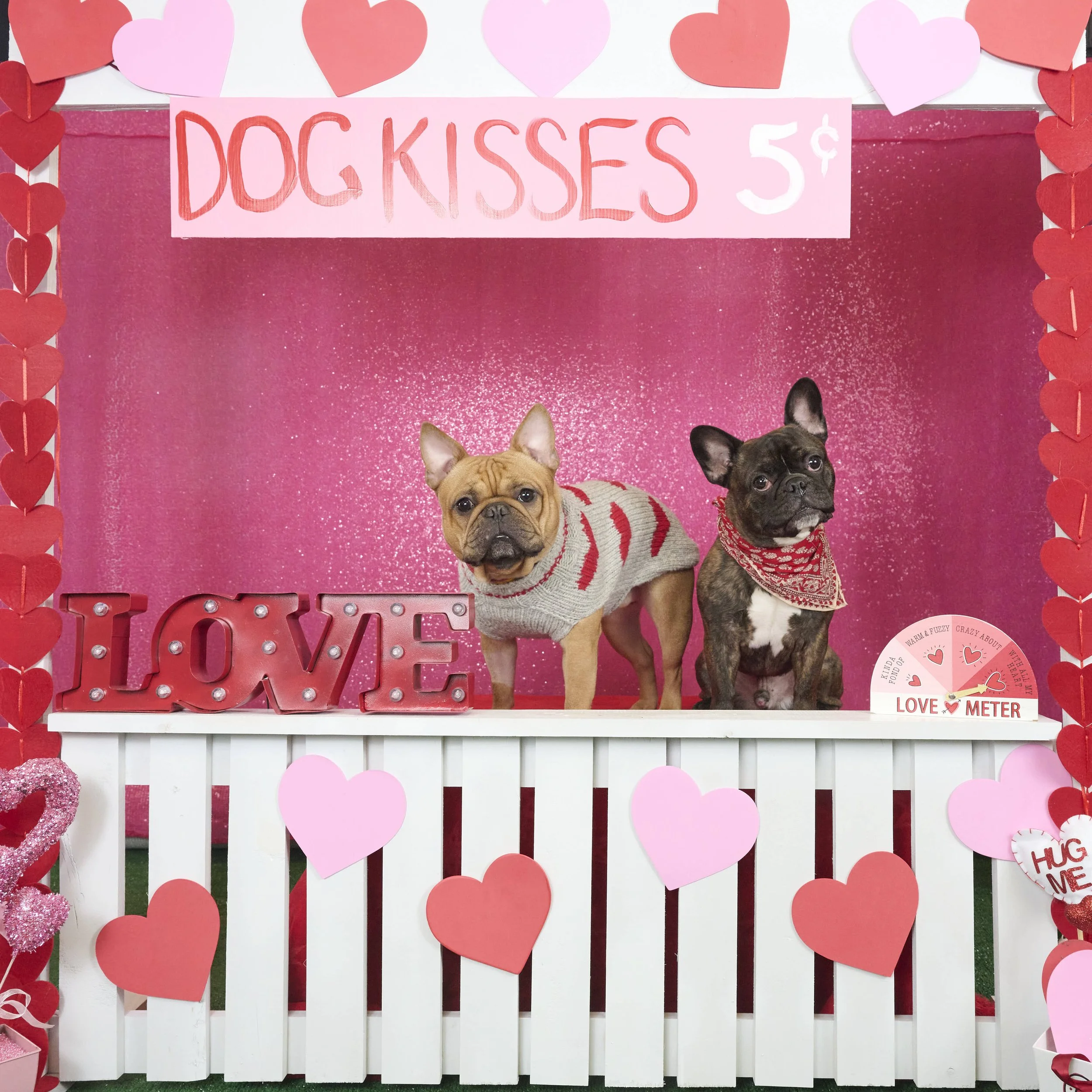 Kansas City English Bull Dog Rescue-Valentines 2023