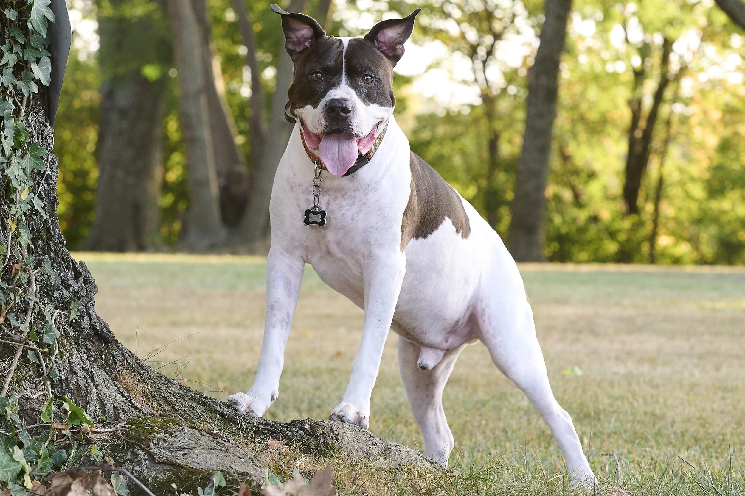 Pet dog photography by Kansas City dog & pet photographer Paws & Snap