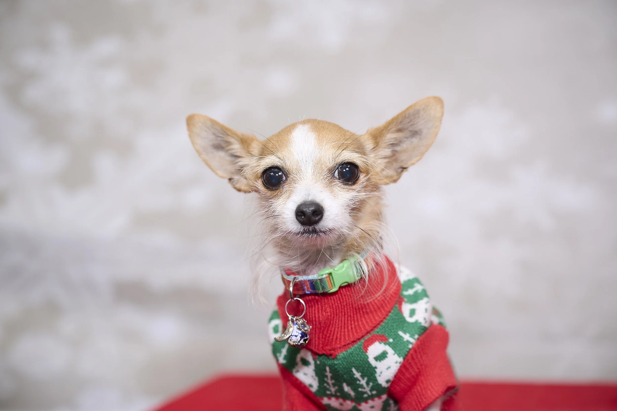 Saints of the West Holiday Photo Fundraiser 2022