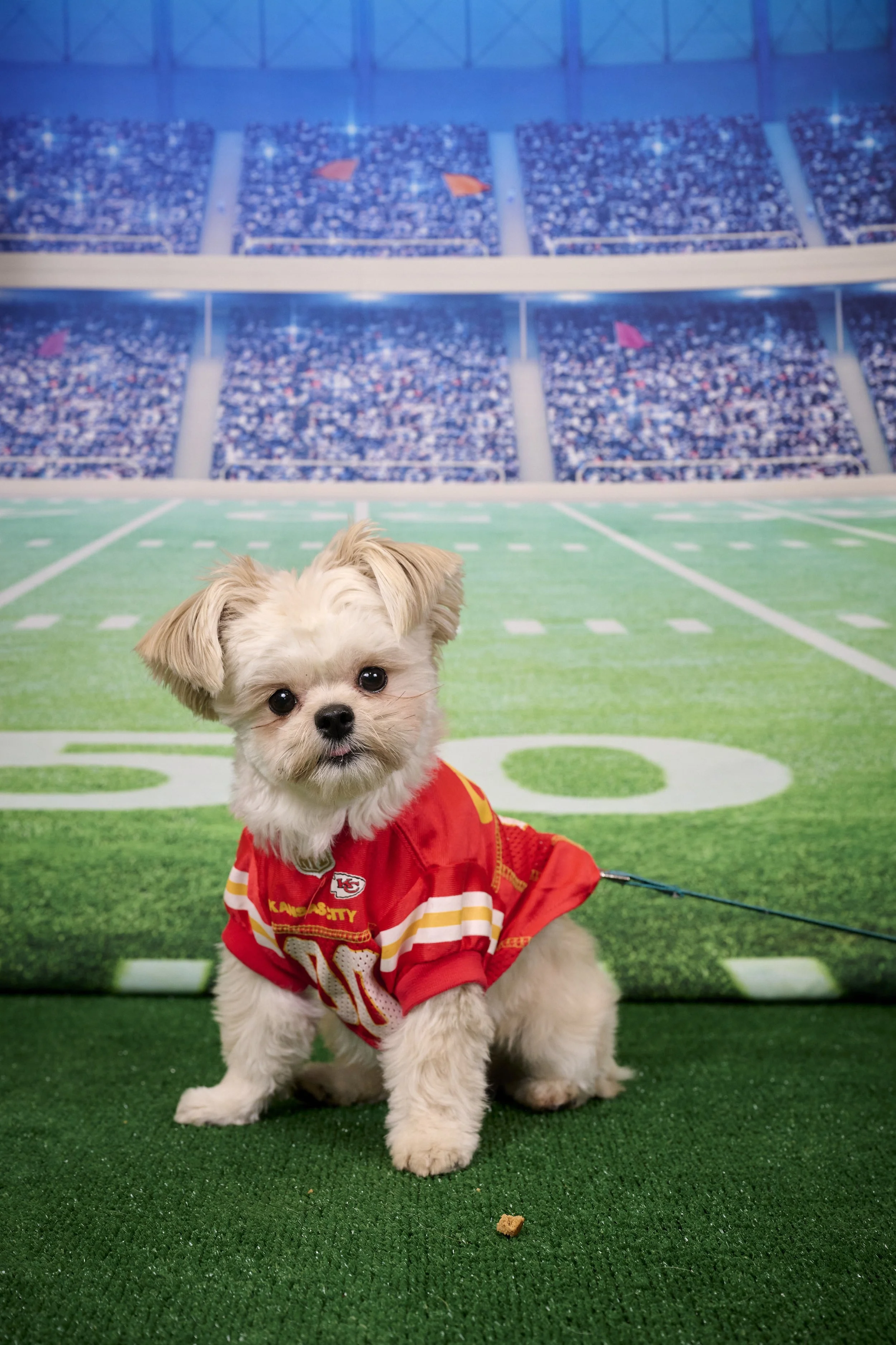 Kansas City English Bull Dog Rescue Super Bowl Fundraiser Photos-2023