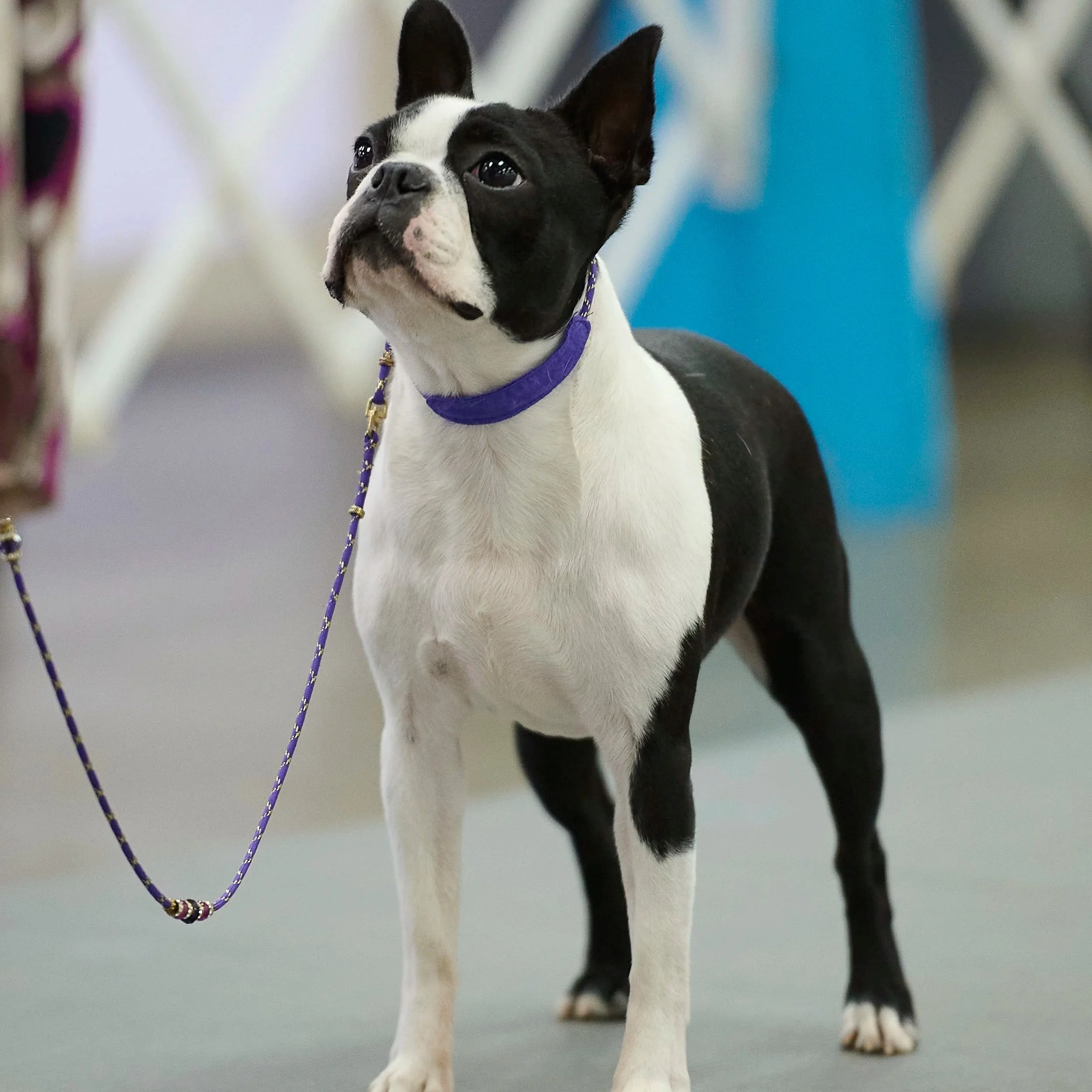 Fine art conformation dog photography by Kansas City dog & pet photographer.