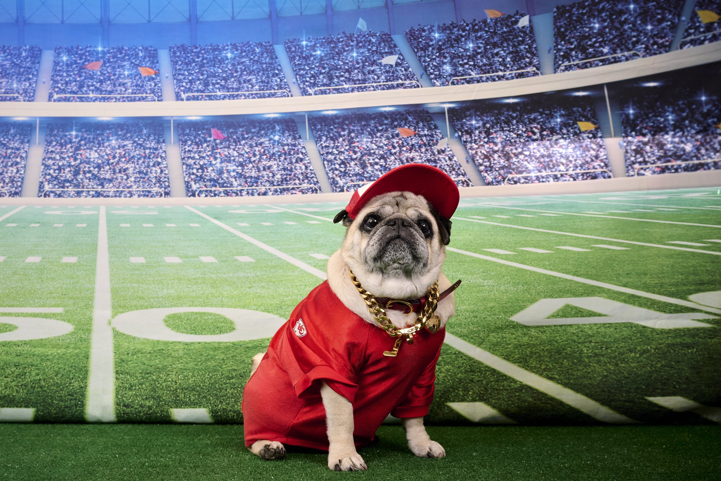 Kansas City English Bull Dog Rescue Super Bowl Fundraiser Photos-2023