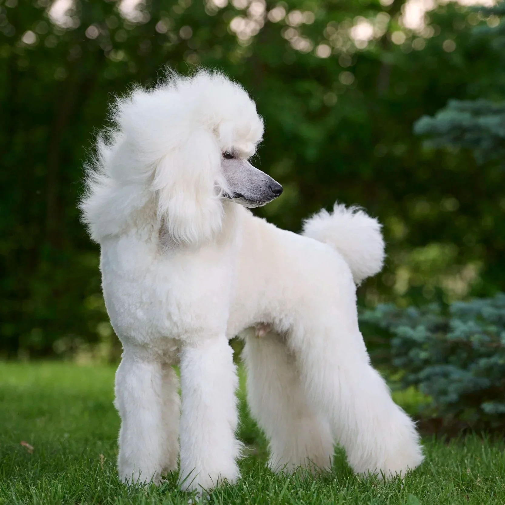 Fine art conformation dog photography by Kansas City dog & pet photographer.