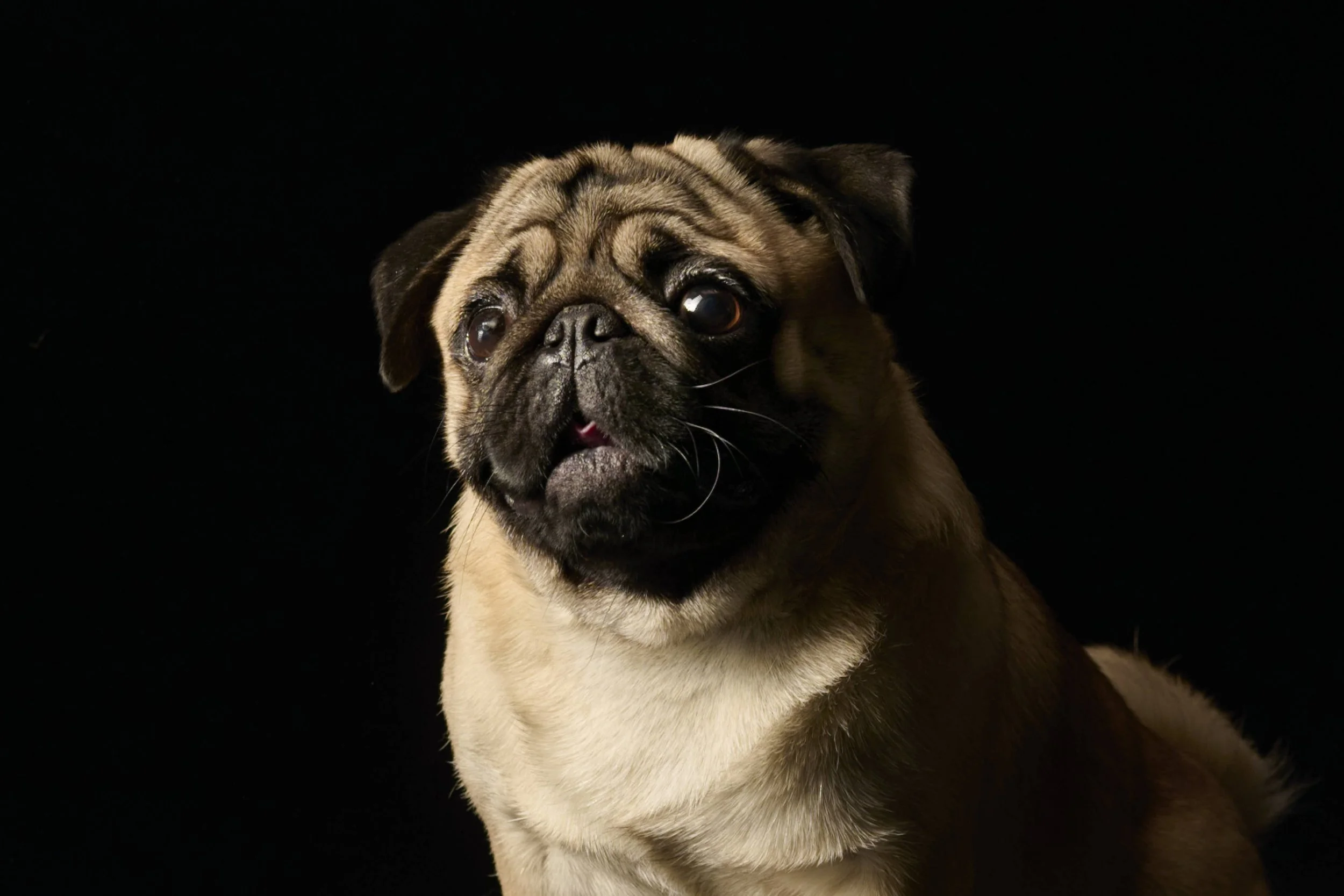 Fine art dog photography by Kansas City dog & pet photographer on 20-acre studio grounds.