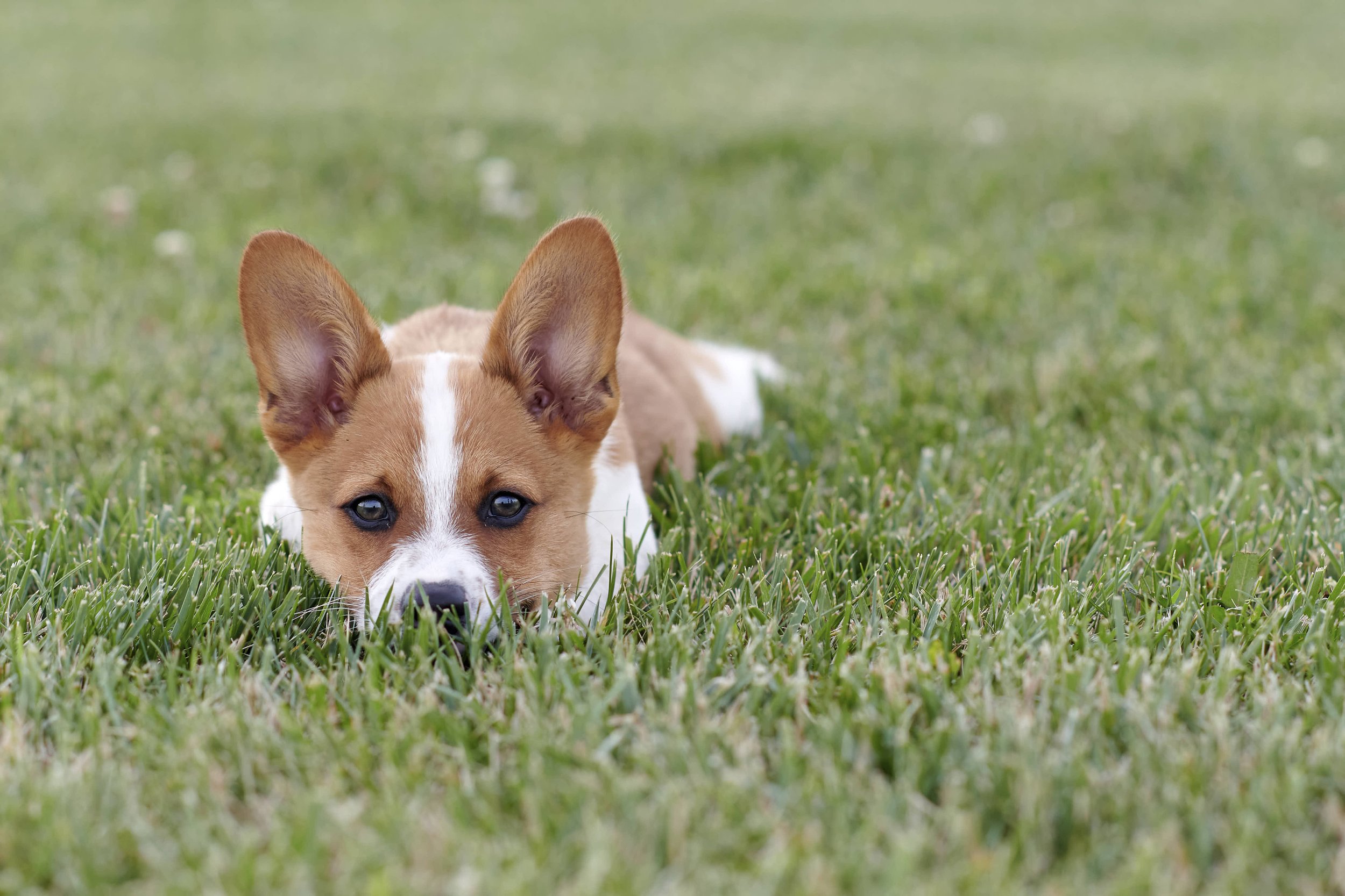 Fine art dog photography by Kansas City dog & pet photographer on 20-acre studio grounds.