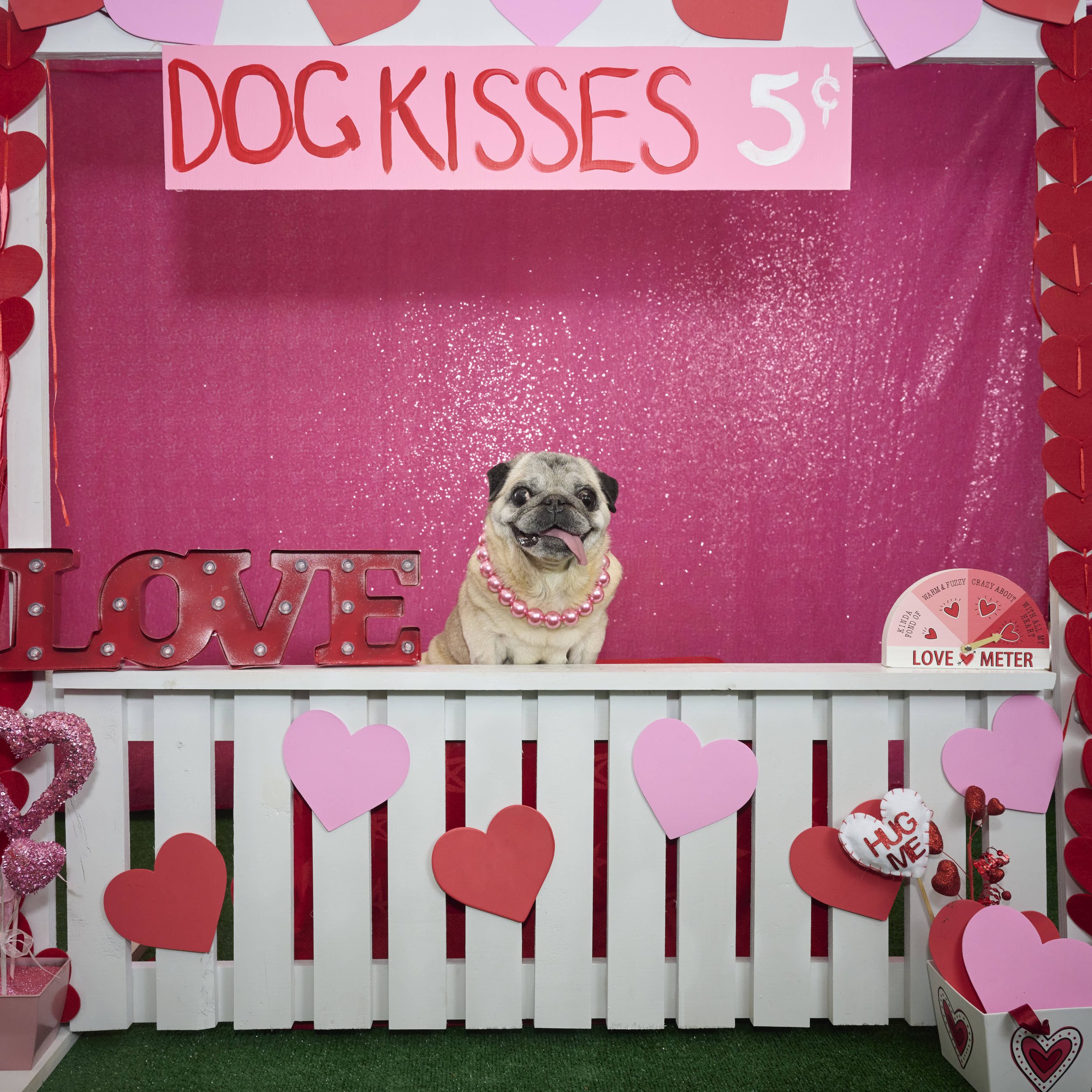 Kansas City English Bull Dog Rescue-Valentines 2023