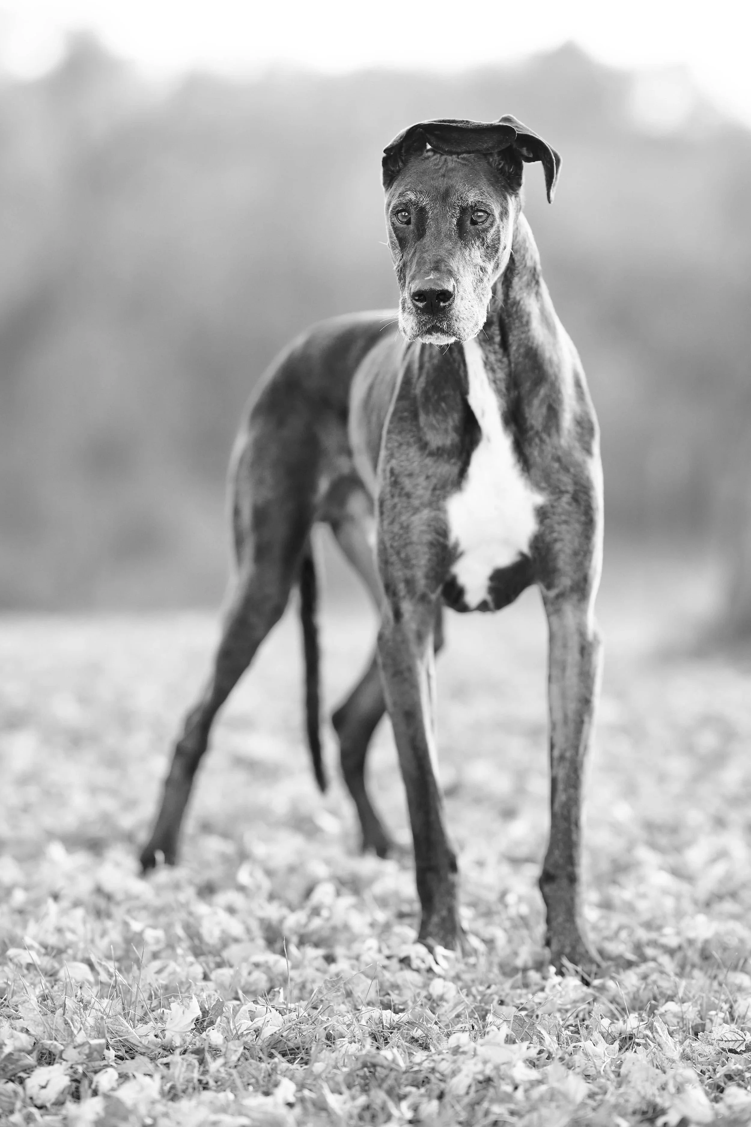Dog photographer in Parkville, MO private sanctuary