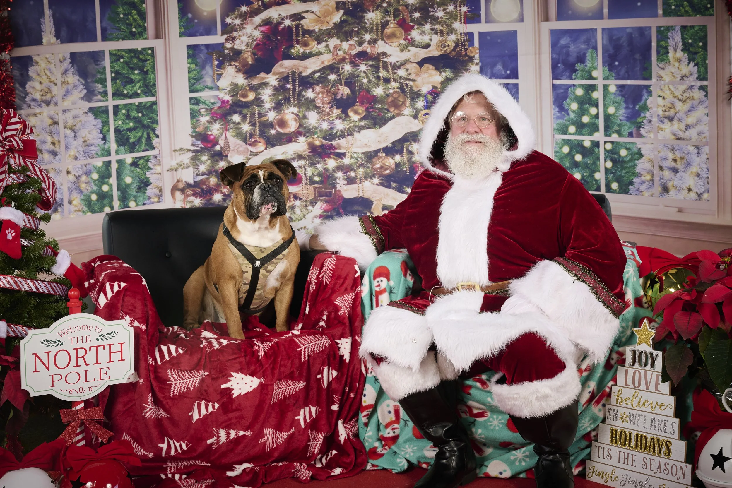 Kansas City English Bull Dog Rescue-Santa Paws 2024