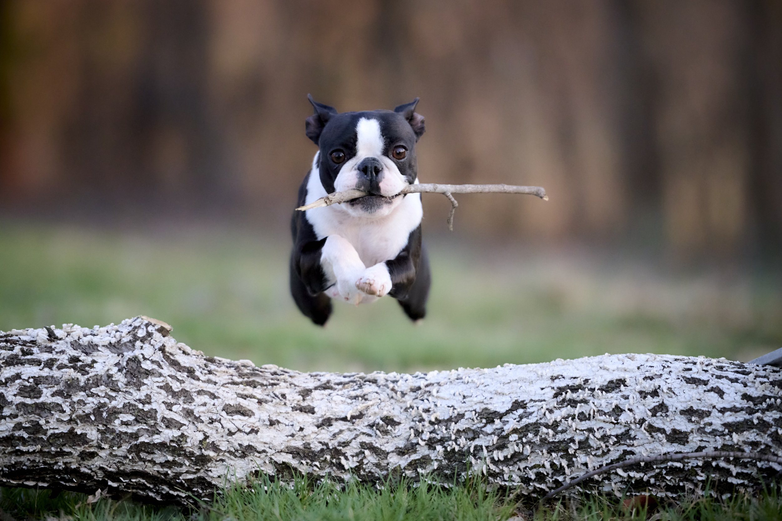 Fine art dog photography by Kansas City dog & pet photographer on 20-acre studio grounds.