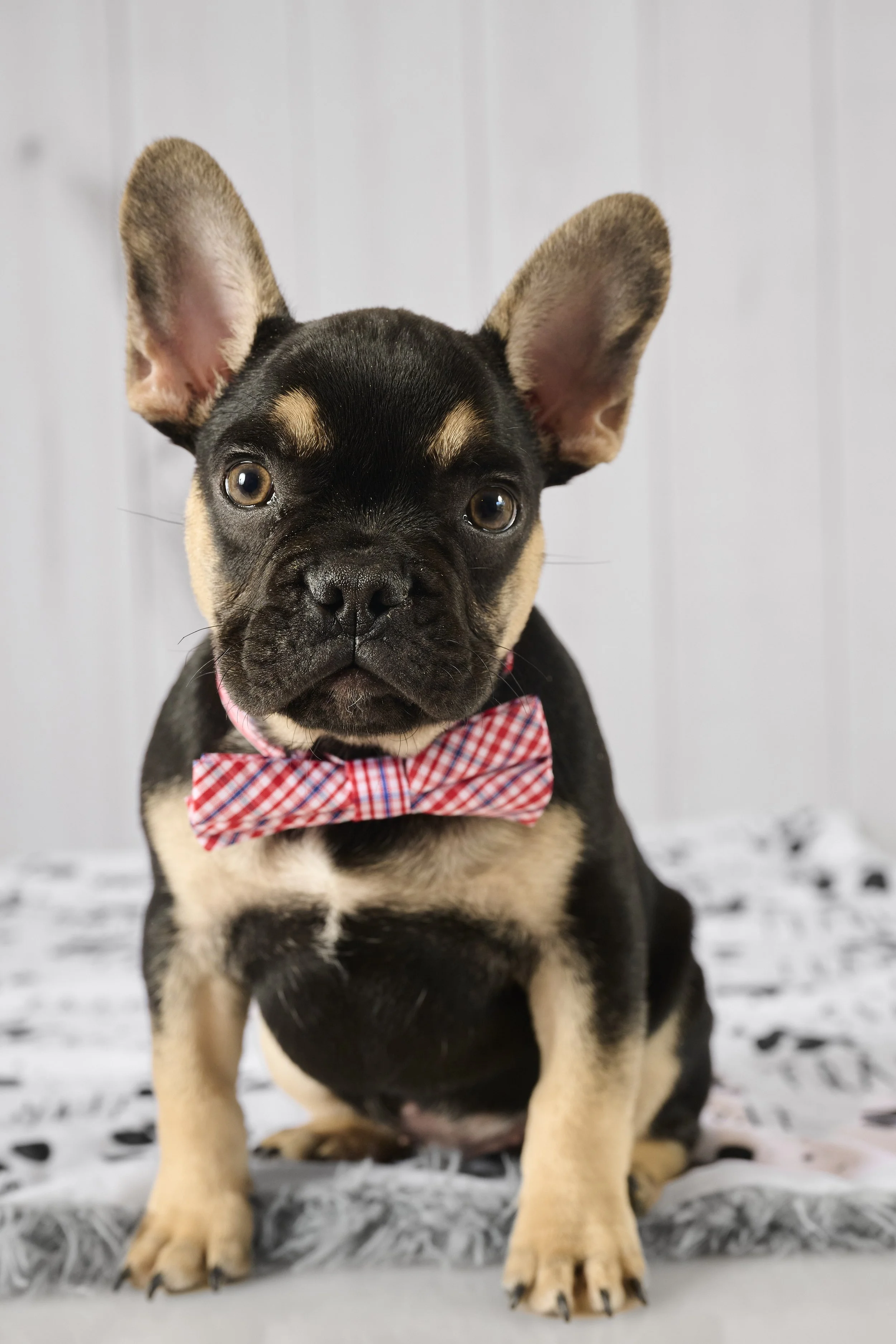 Fine art puppy milestone photography in Parkville, MO by Paws & Snap