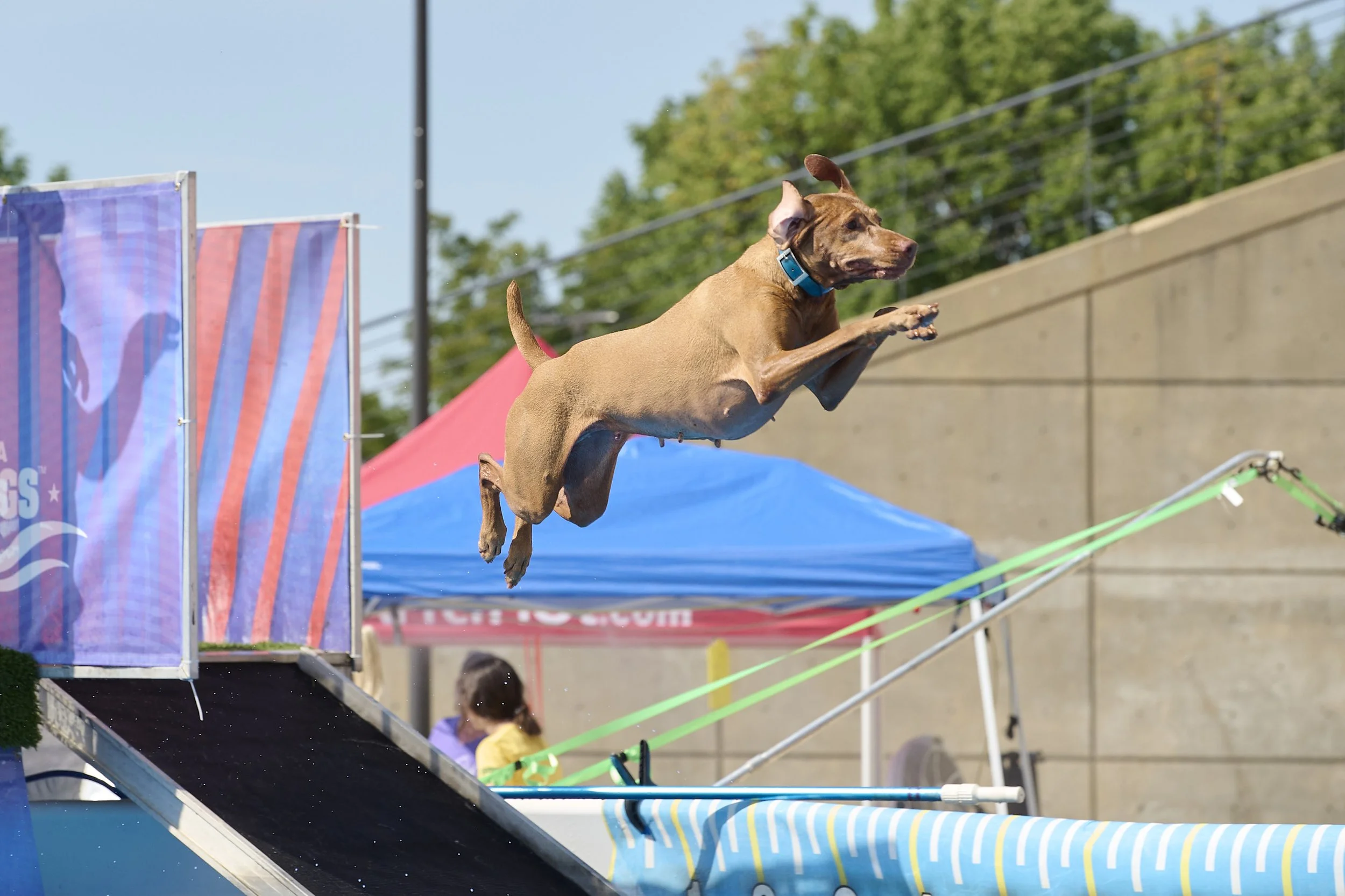 Dock diving  performance dog photography in Kansas City by Paws and Snap.