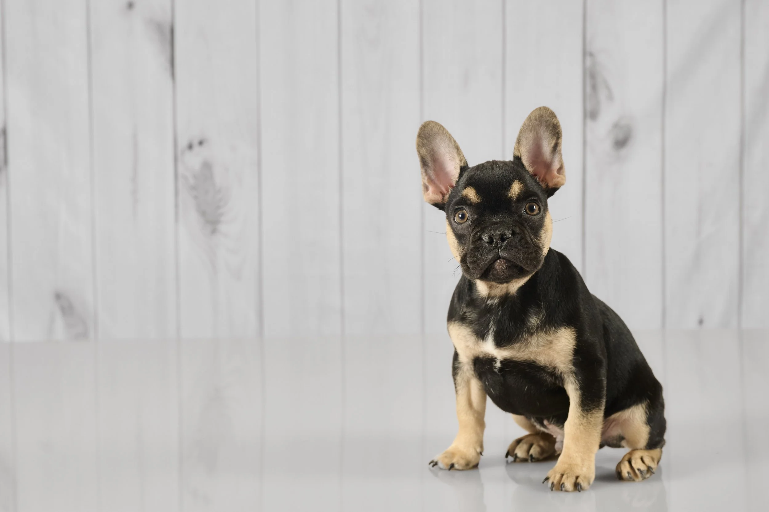 Fine art dog photography by Kansas City dog & pet photographer on 20-acre studio grounds.