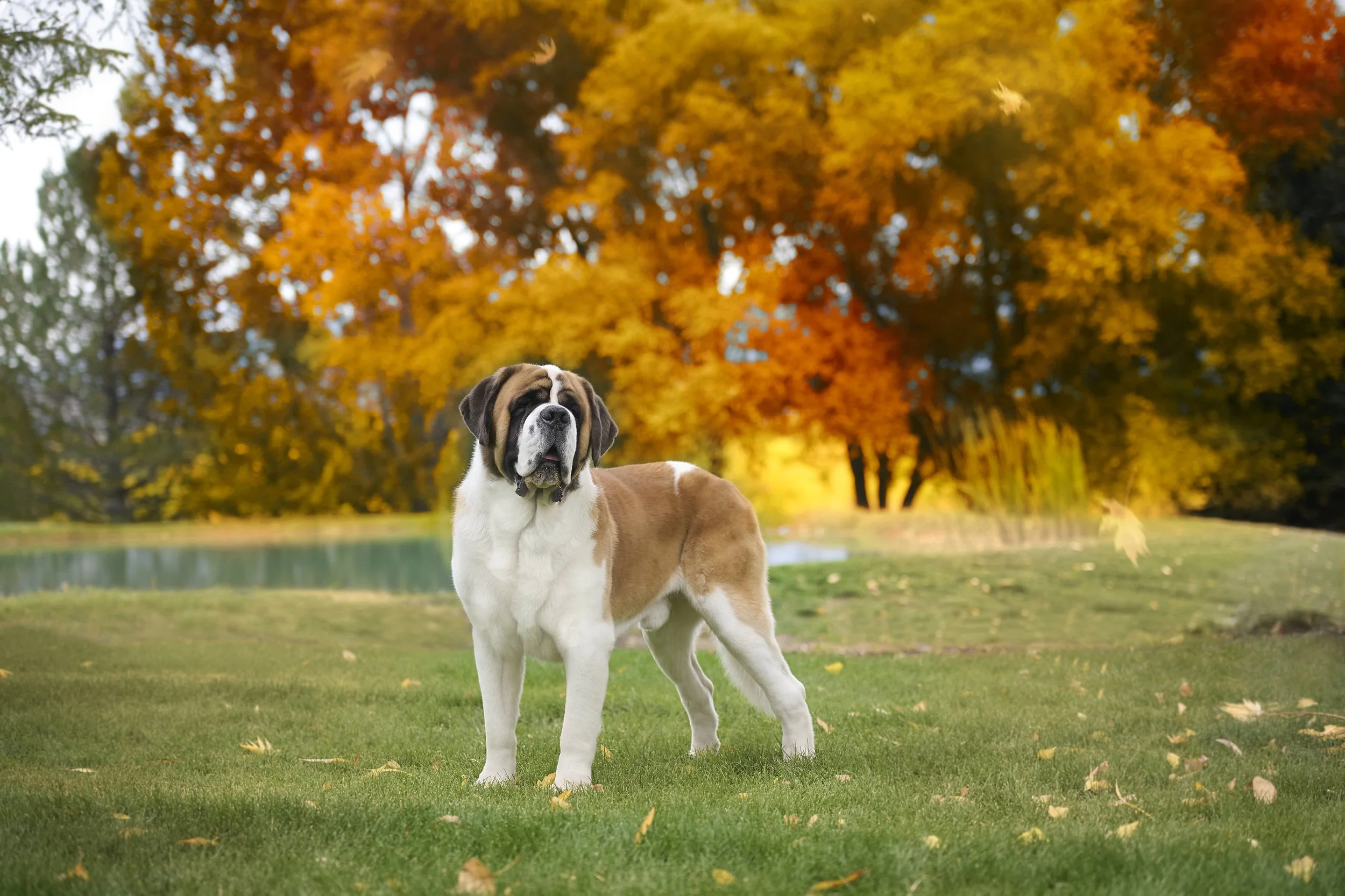 Fine art destination dog photography by Kansas City dog & pet photographer.
