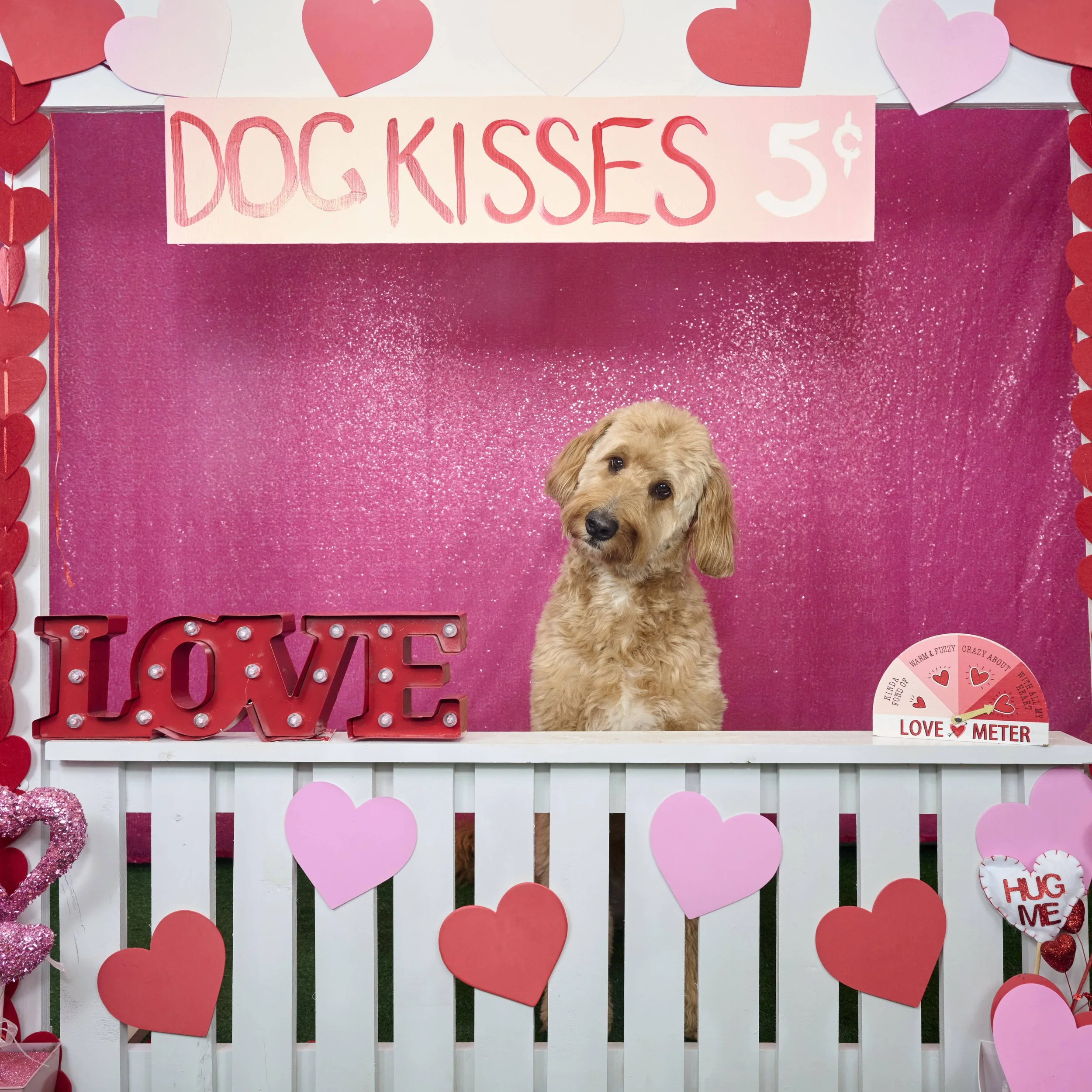 Kansas City English Bull Dog Rescue-Valentines 2023