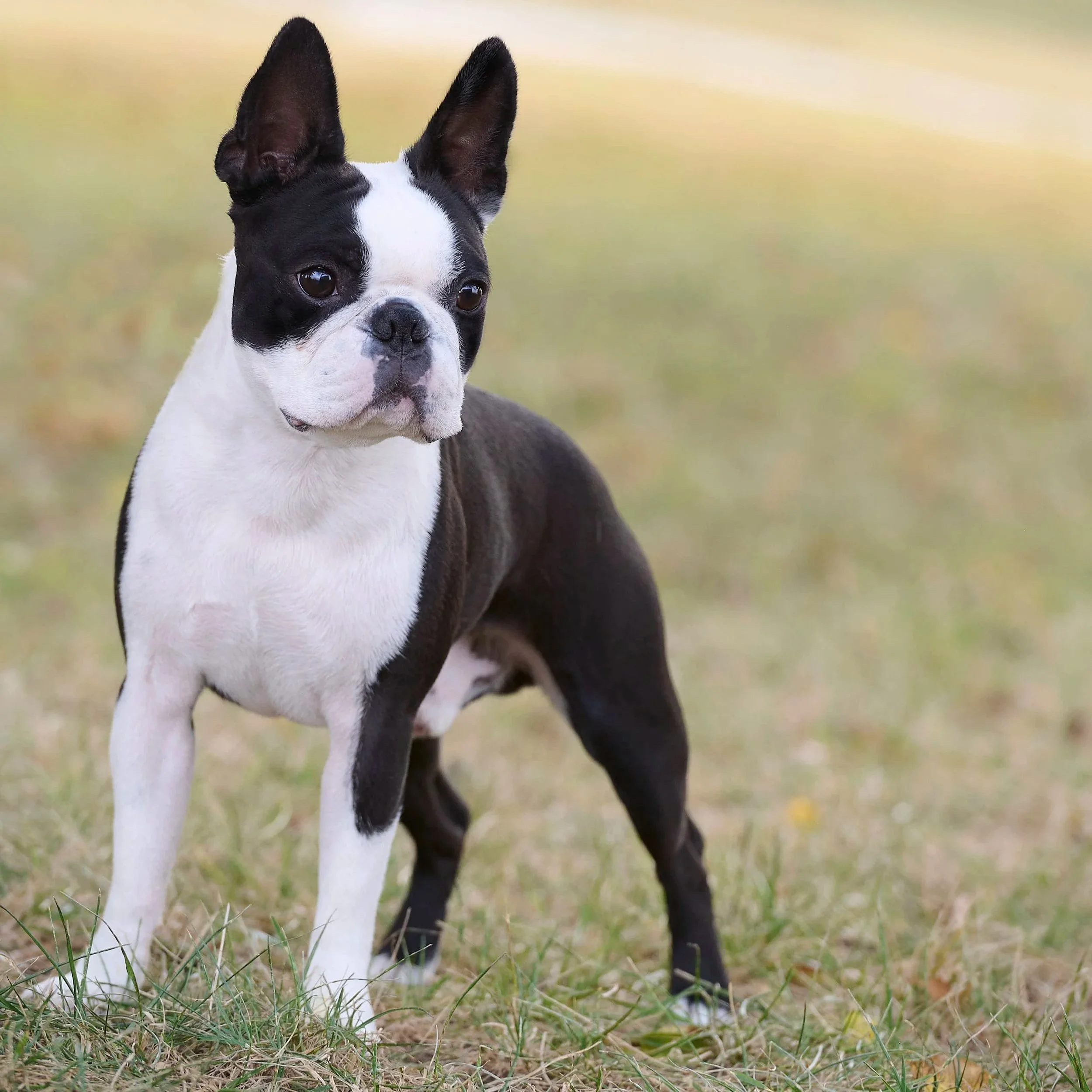 Fine art conformation dog photography by Kansas City dog & pet photographer.