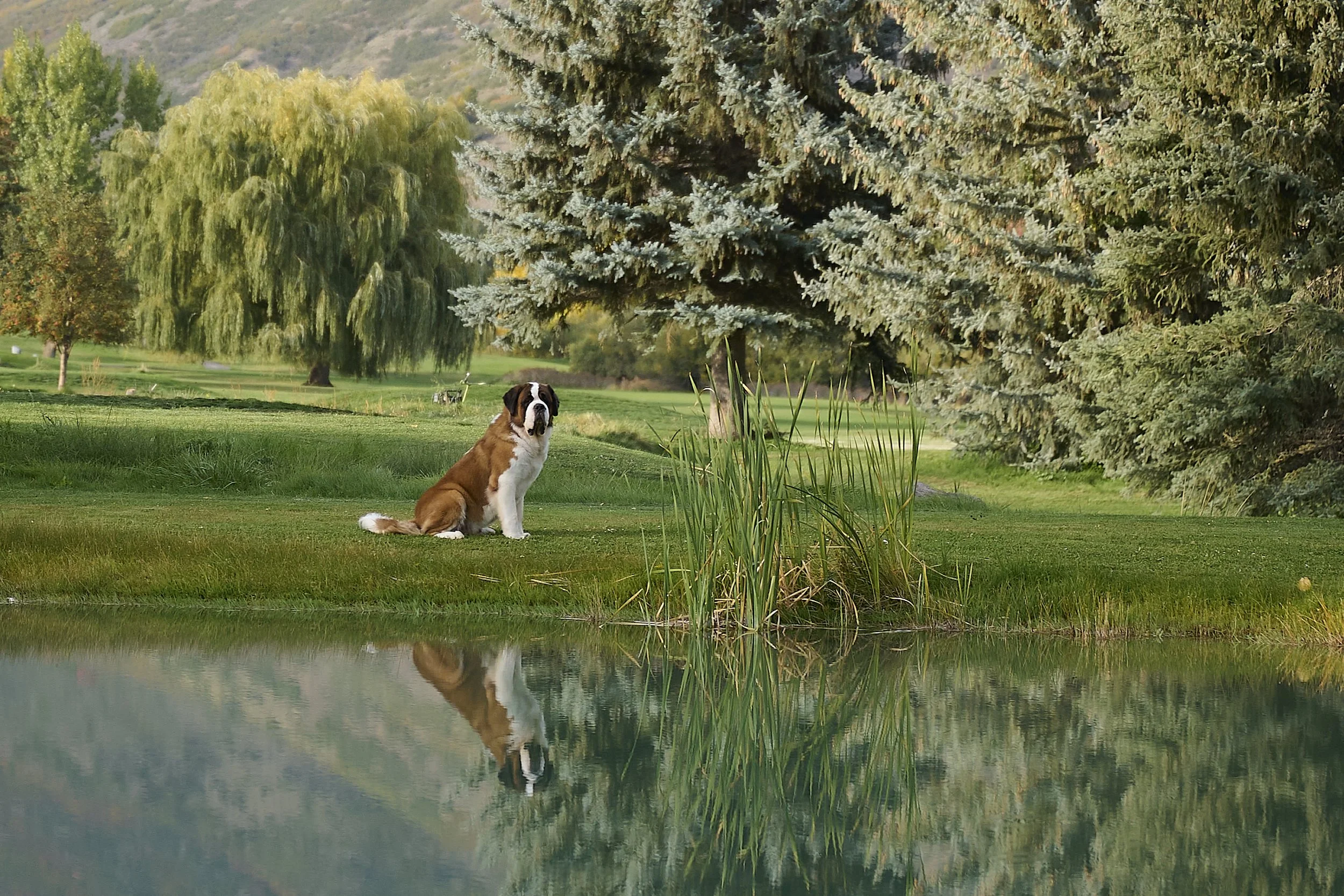 Fine art destination dog photography by Kansas City dog & pet photographer.