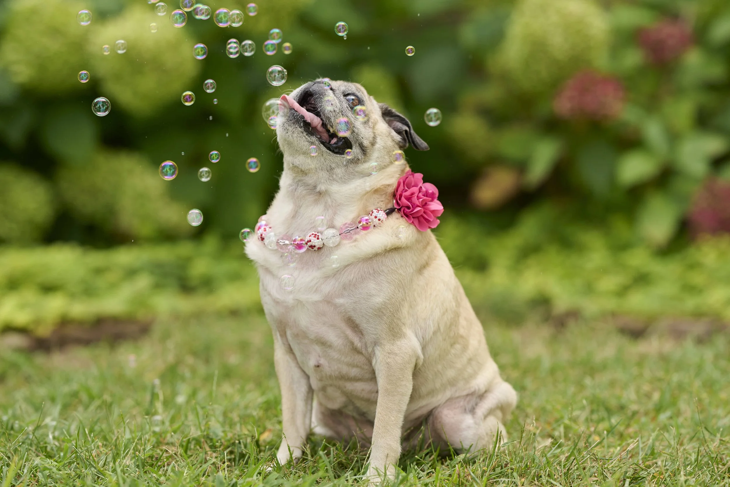 Fine art dog photography by Kansas City dog & pet photographer on 20-acre studio grounds.