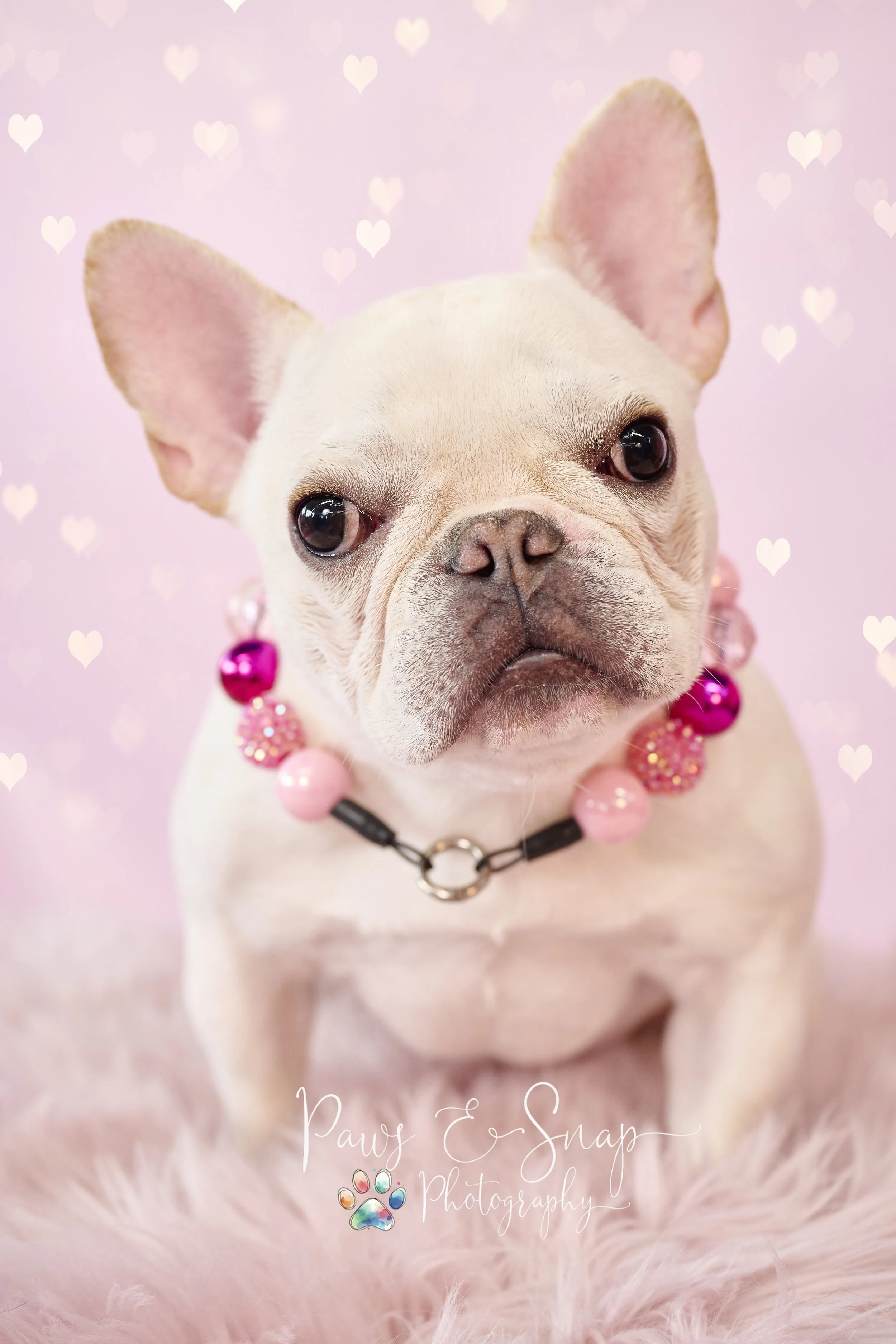 KC English Bull Dog Rescue Valentines Day Fundraiser 2024