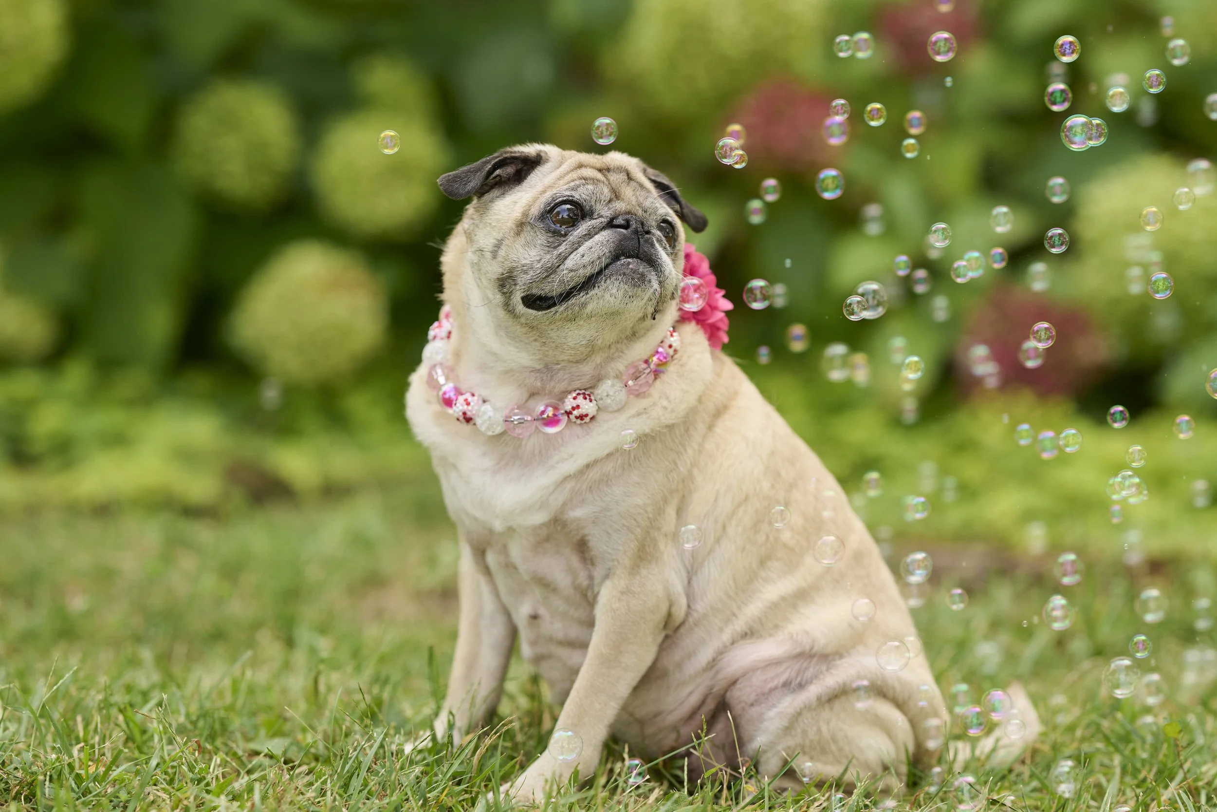 Fine art  dog photography by Northland dog & pet photographer Paws & Snap