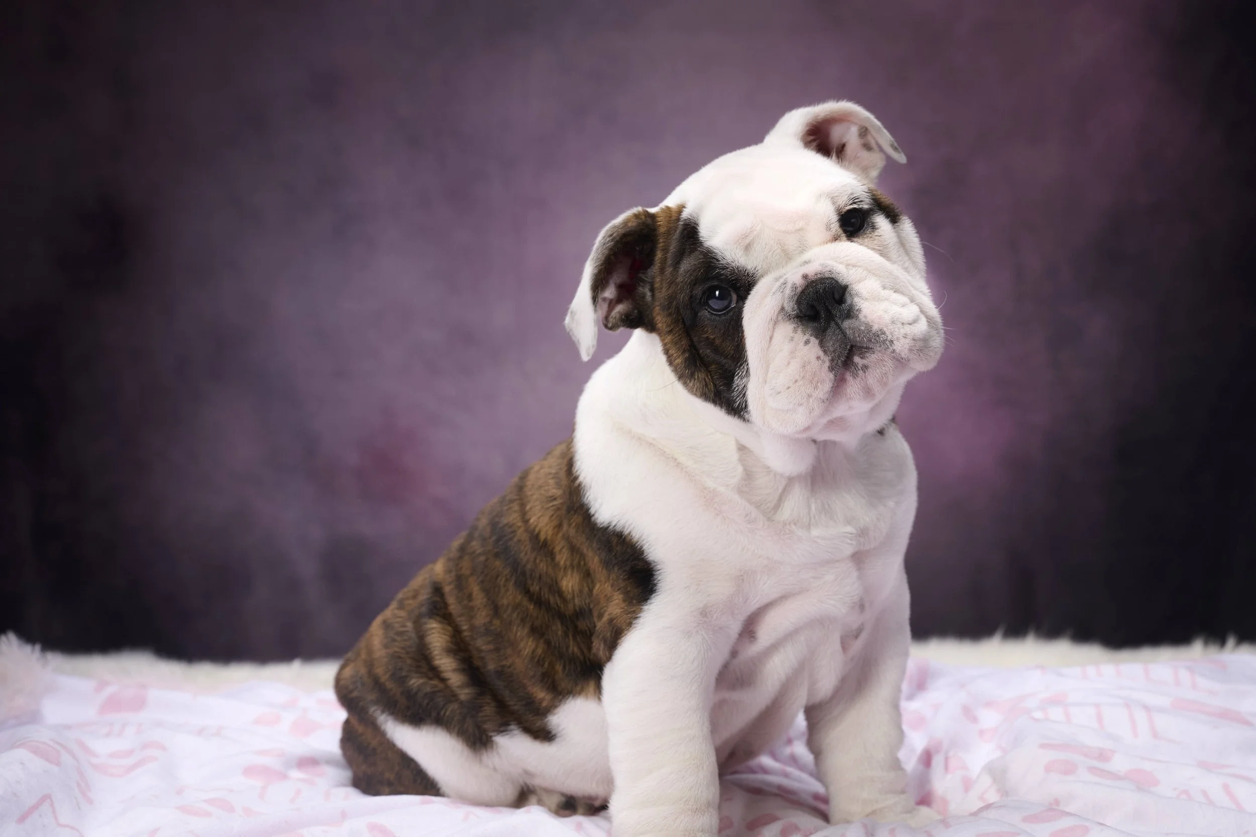 Fine art dog photography by Kansas City dog & pet photographer on 20-acre studio grounds.