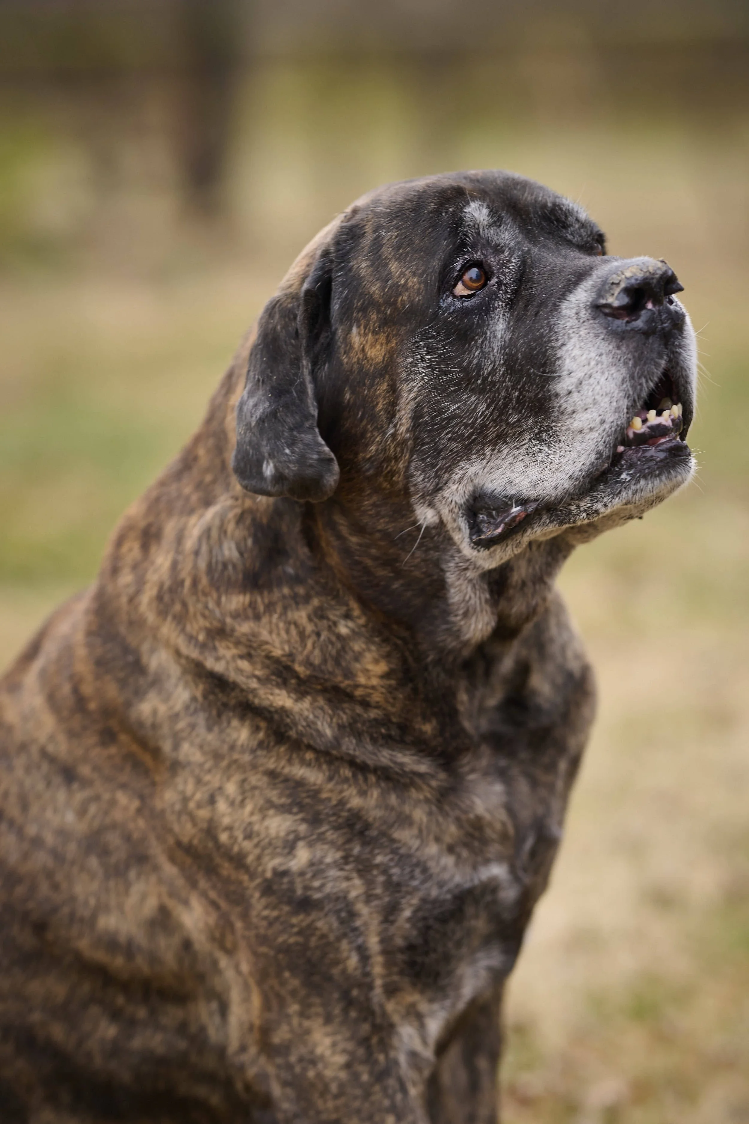 Senior dog photography by Kansas City dog & pet photographer Paws & Snap